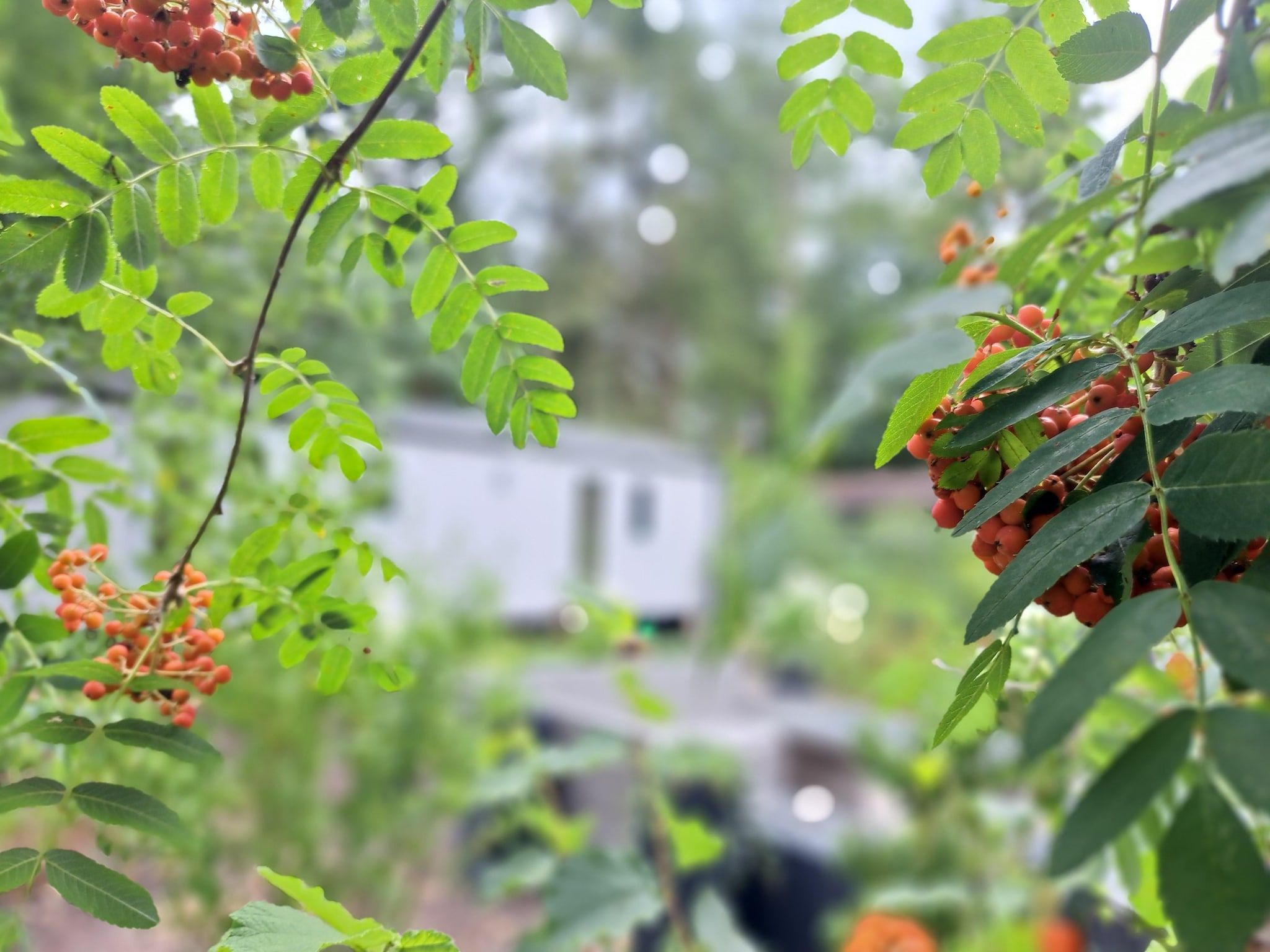 De tuin van De Parel in Hattemerbroek