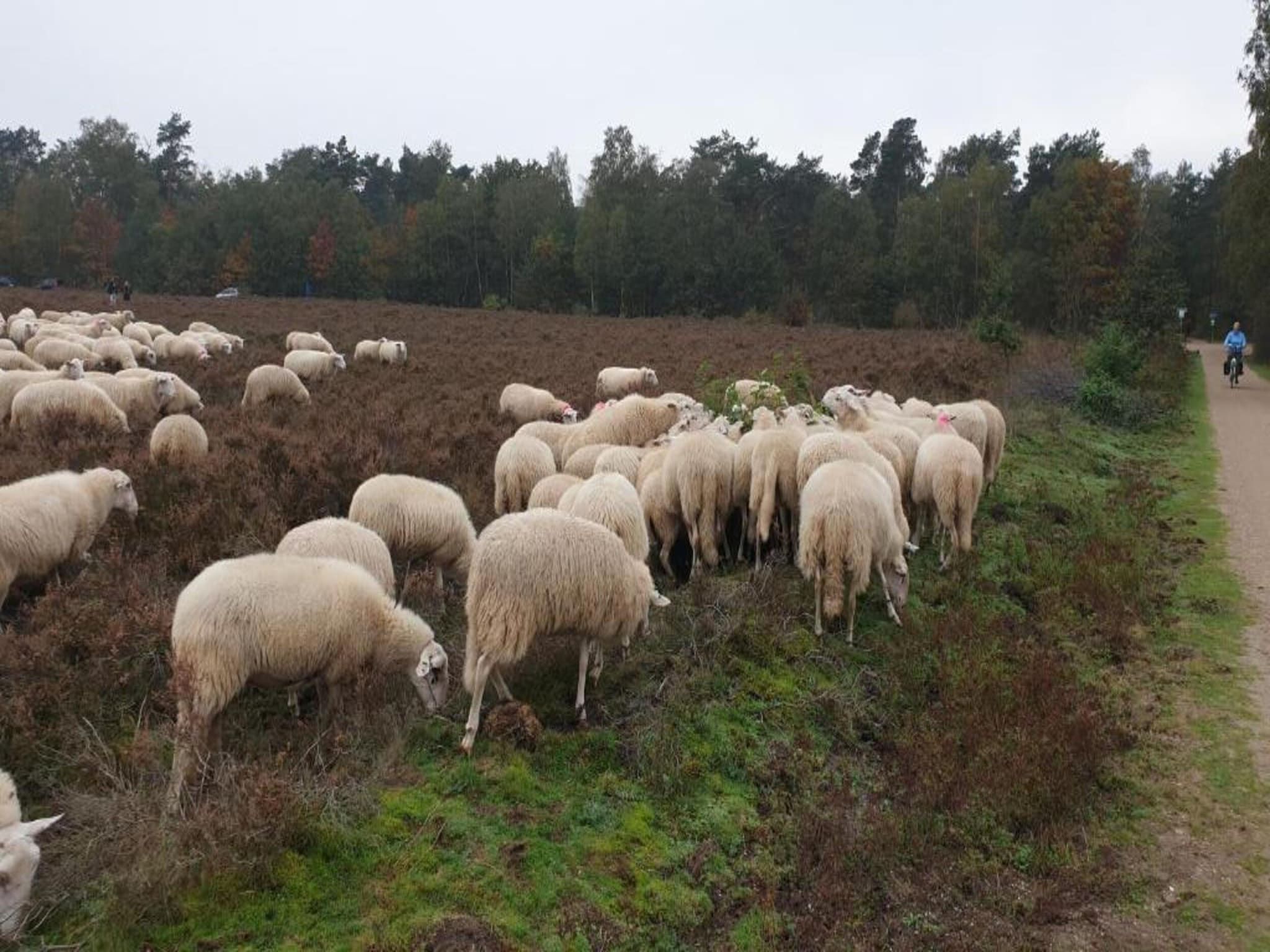 De omgeving van Vlindervallei Villa 8p in Ermelo
