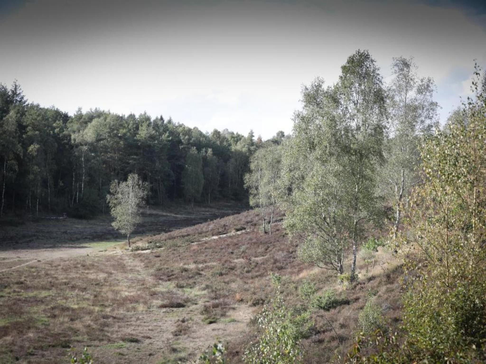 De omgeving van Vlindervallei Villa 8p in Ermelo