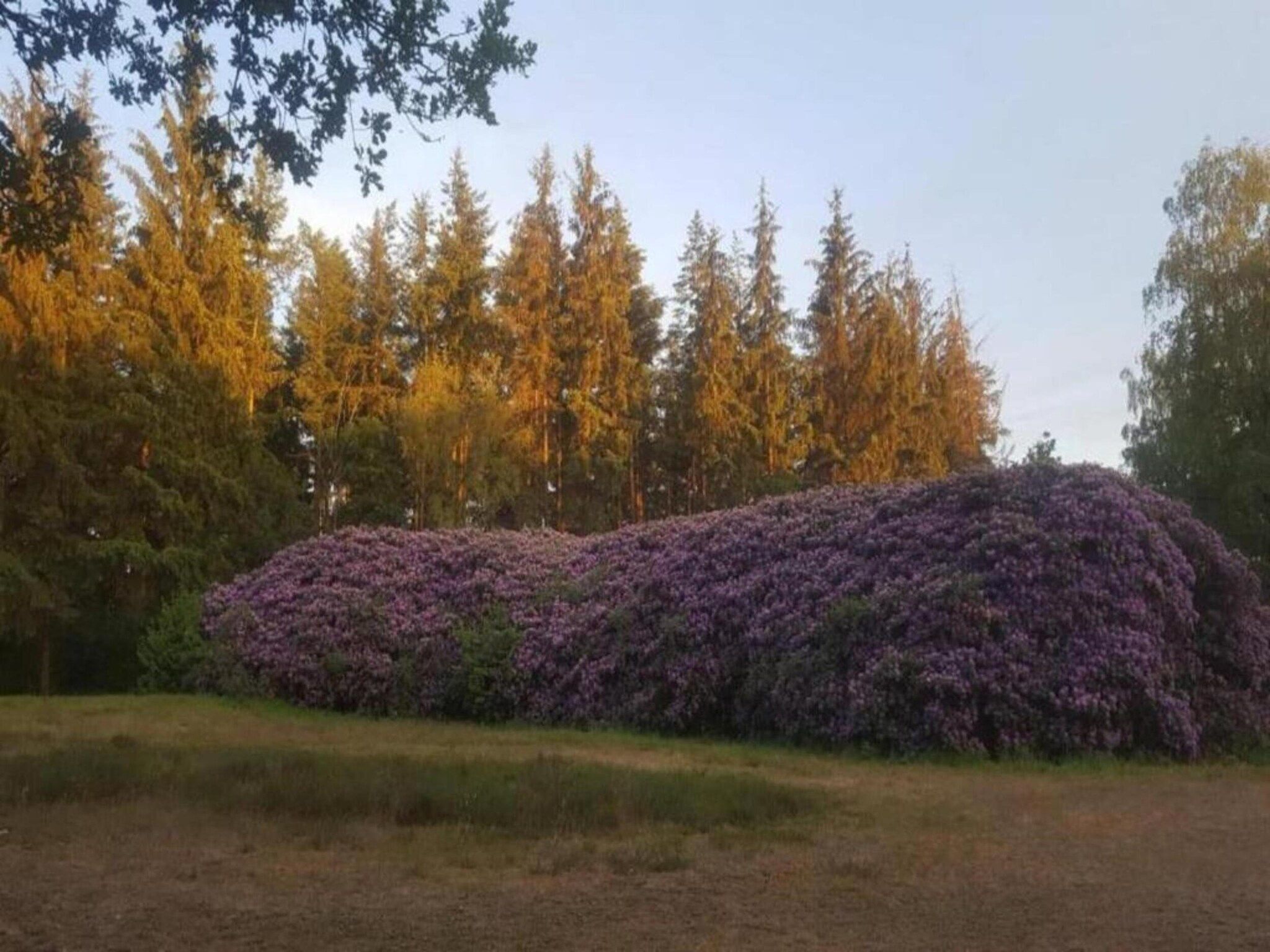 De omgeving van Heivlinder 4p in Ermelo