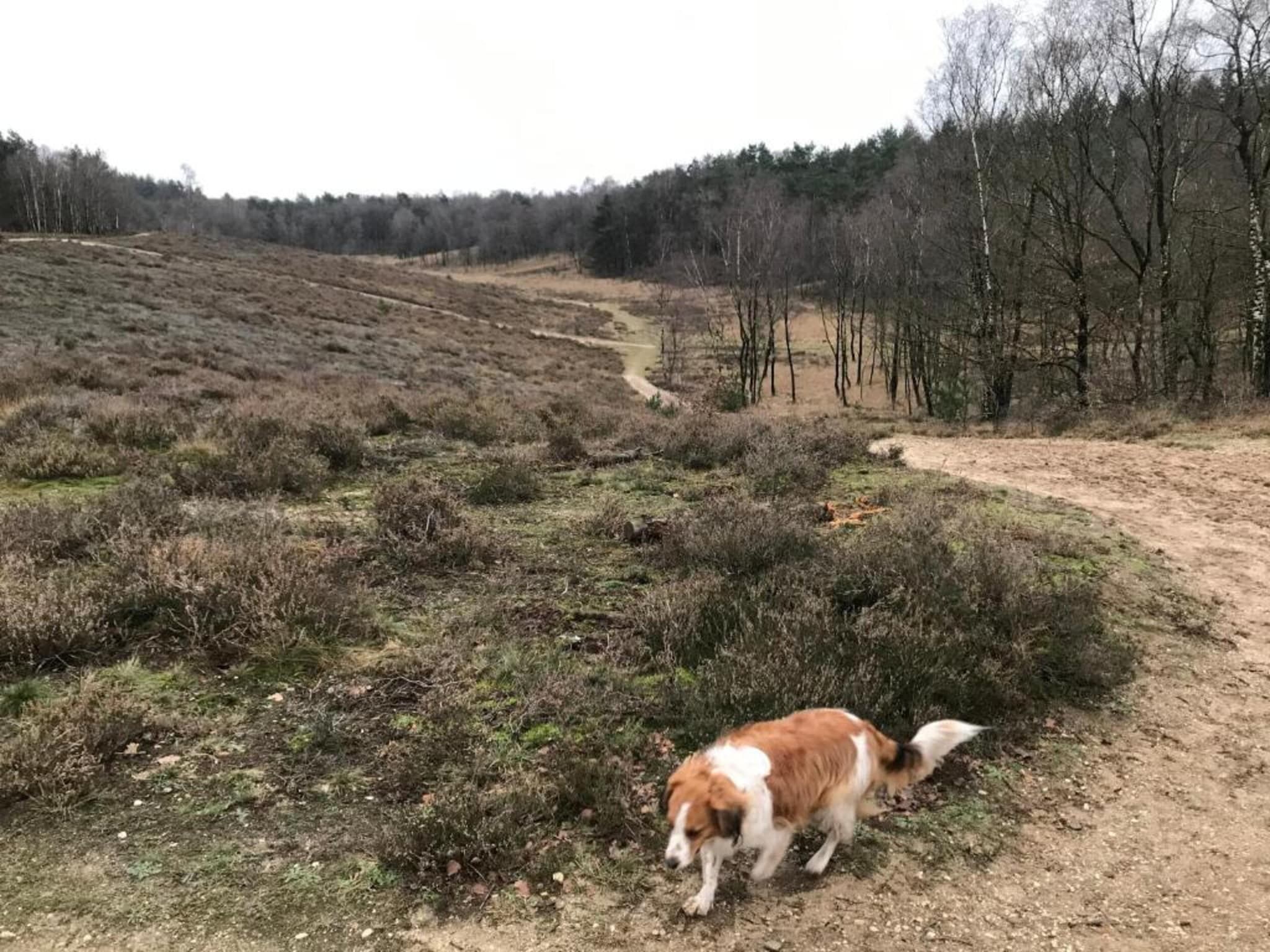De omgeving van Heivlinder 4p in Ermelo