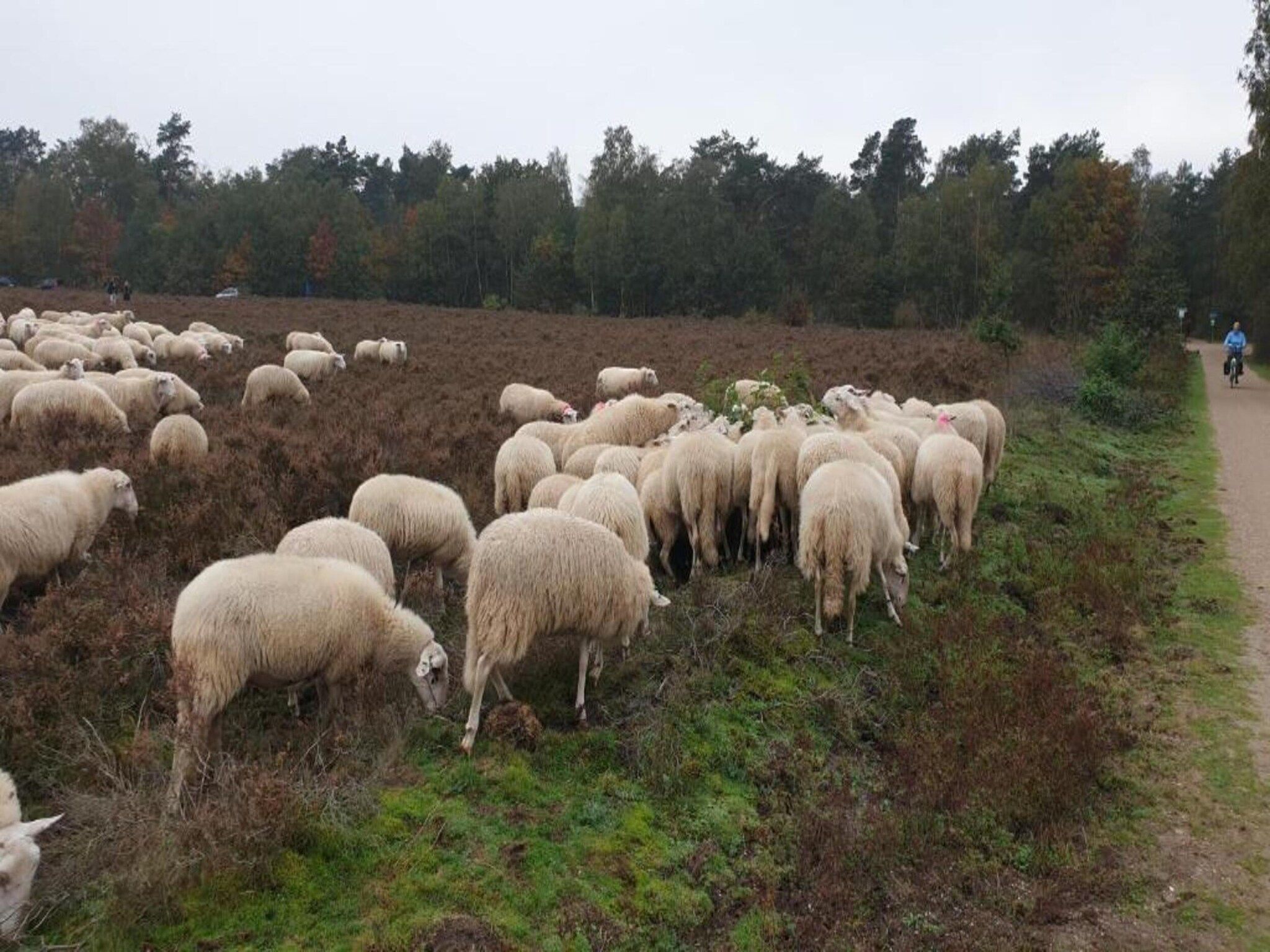 De omgeving van Vlindervallei Boshuis 16p in Ermelo