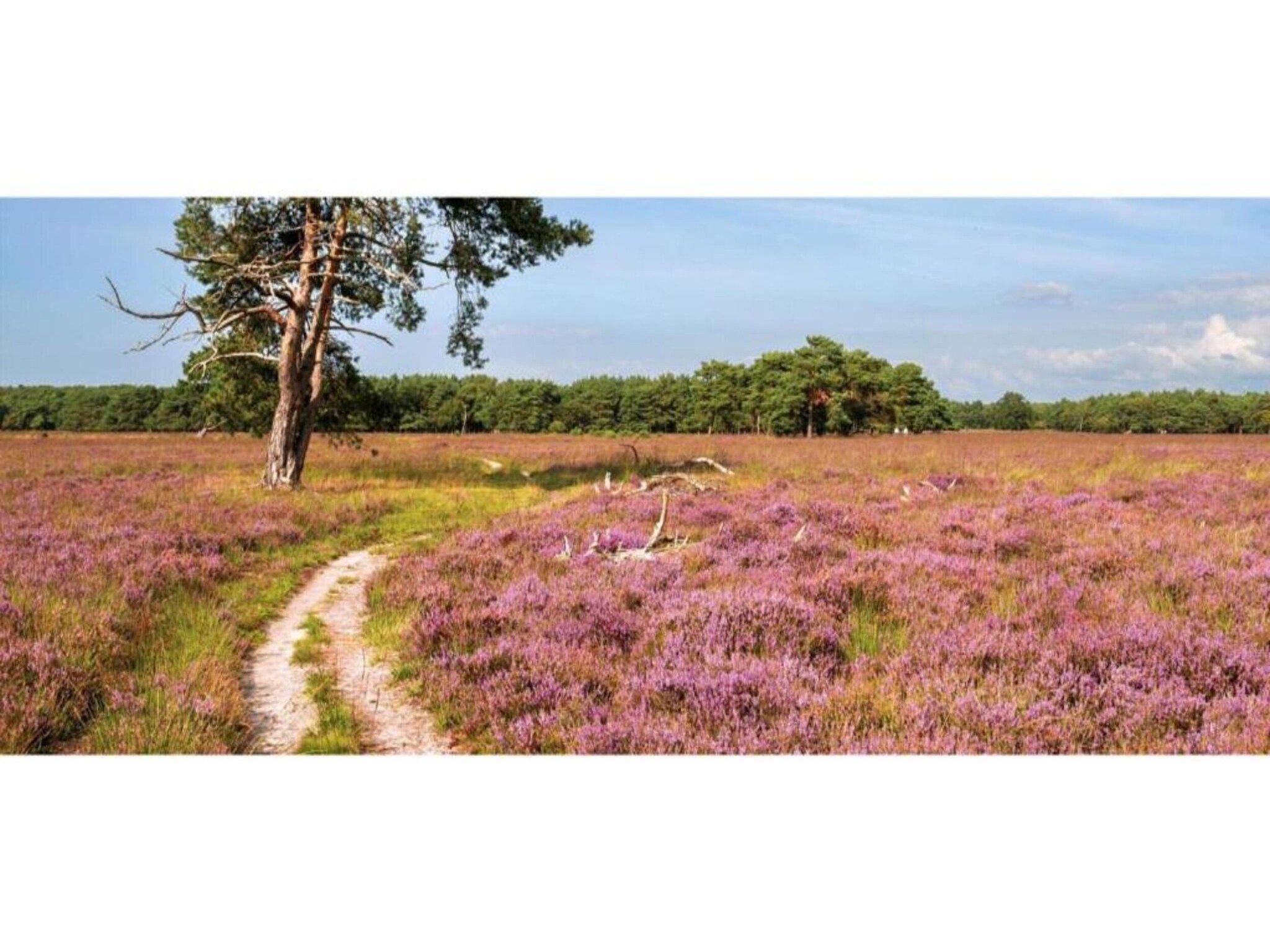 De omgeving van Vlindervallei Studio 2p in Ermelo