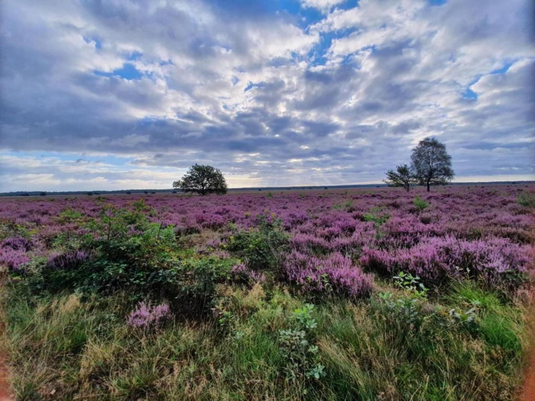 De omgeving van Heivlinder Comfort 4p in Ermelo