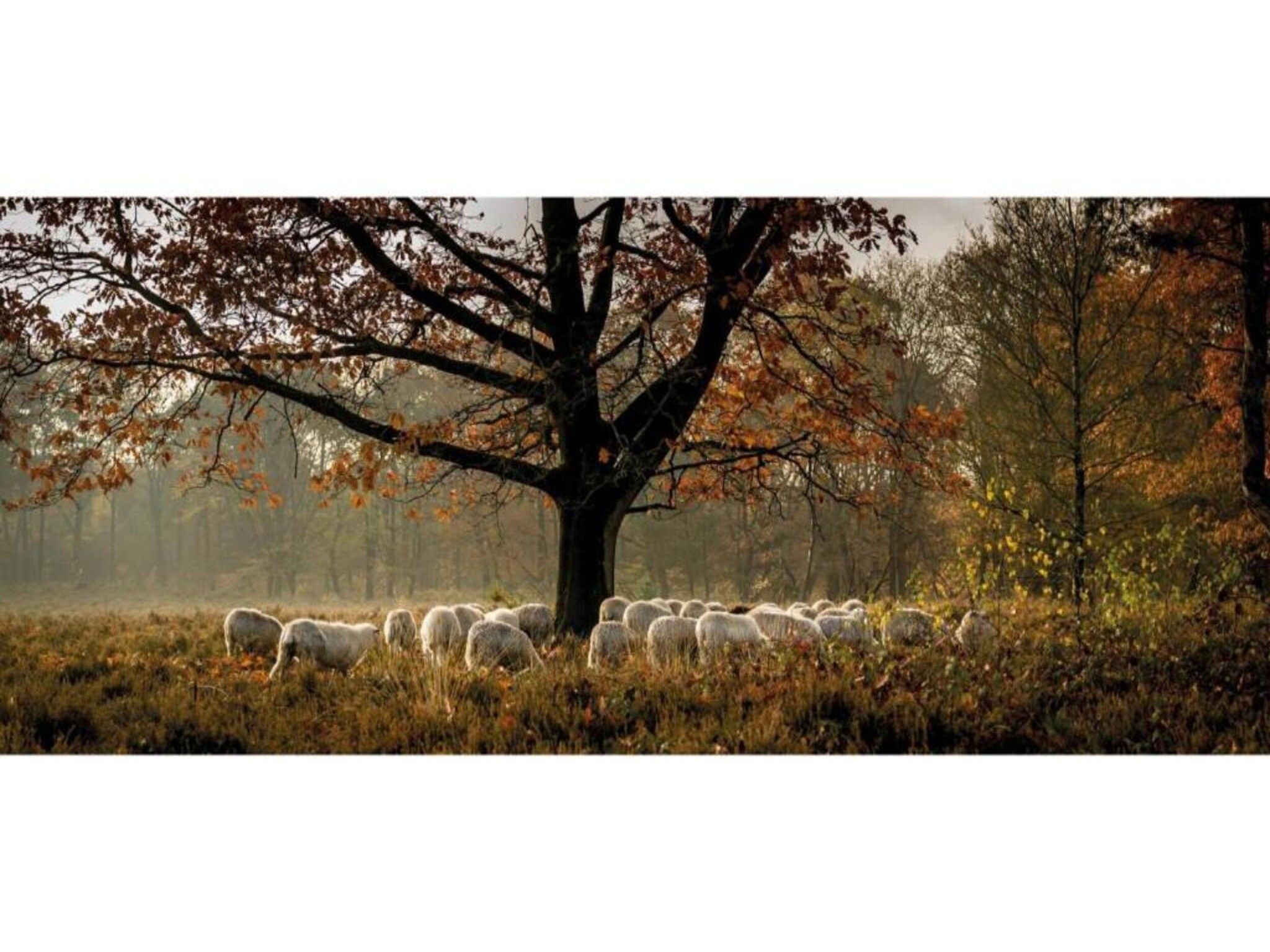 De omgeving van Heivlinder Comfort 4+2p in Ermelo