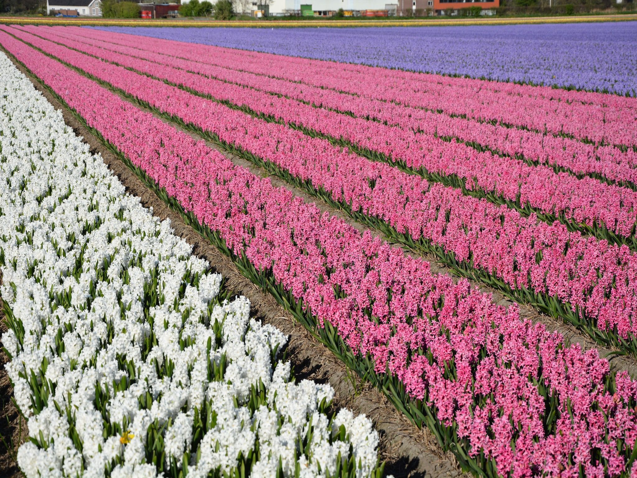 De omgeving van Nana's in Noordwijkerhout
