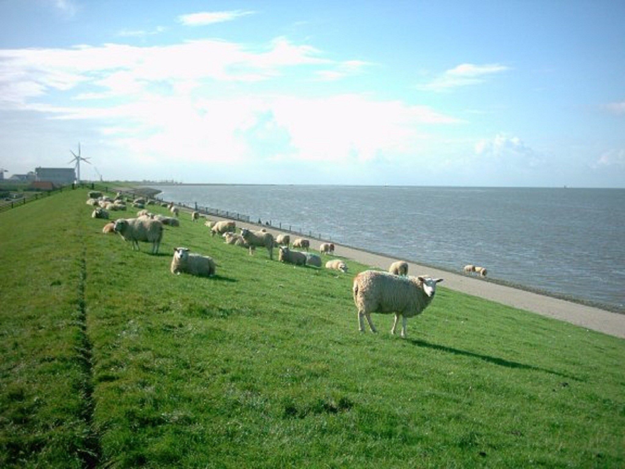 De omgeving van Bargereed 90 in Tzummarum