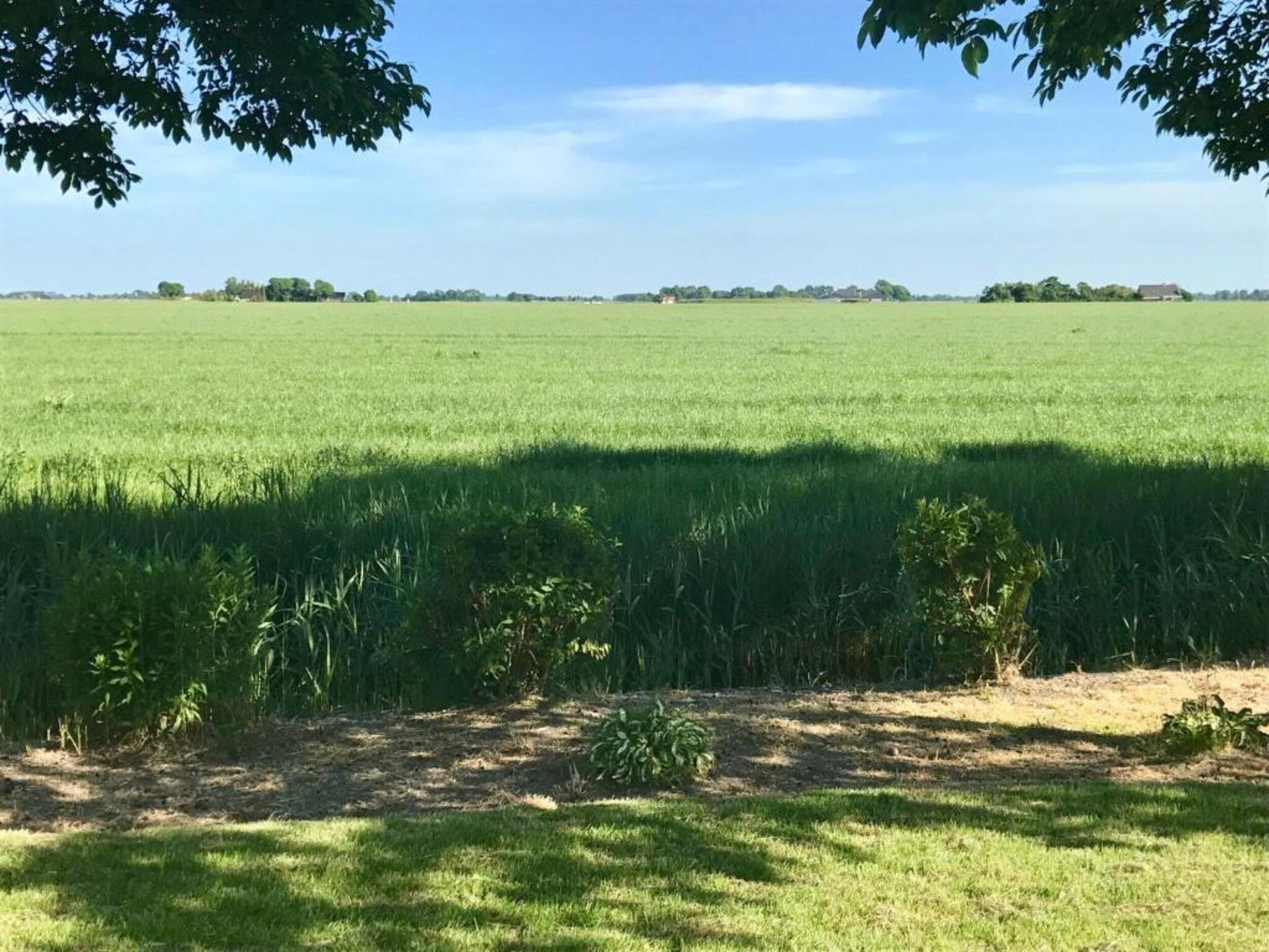 De omgeving van Bargereed 90 in Tzummarum