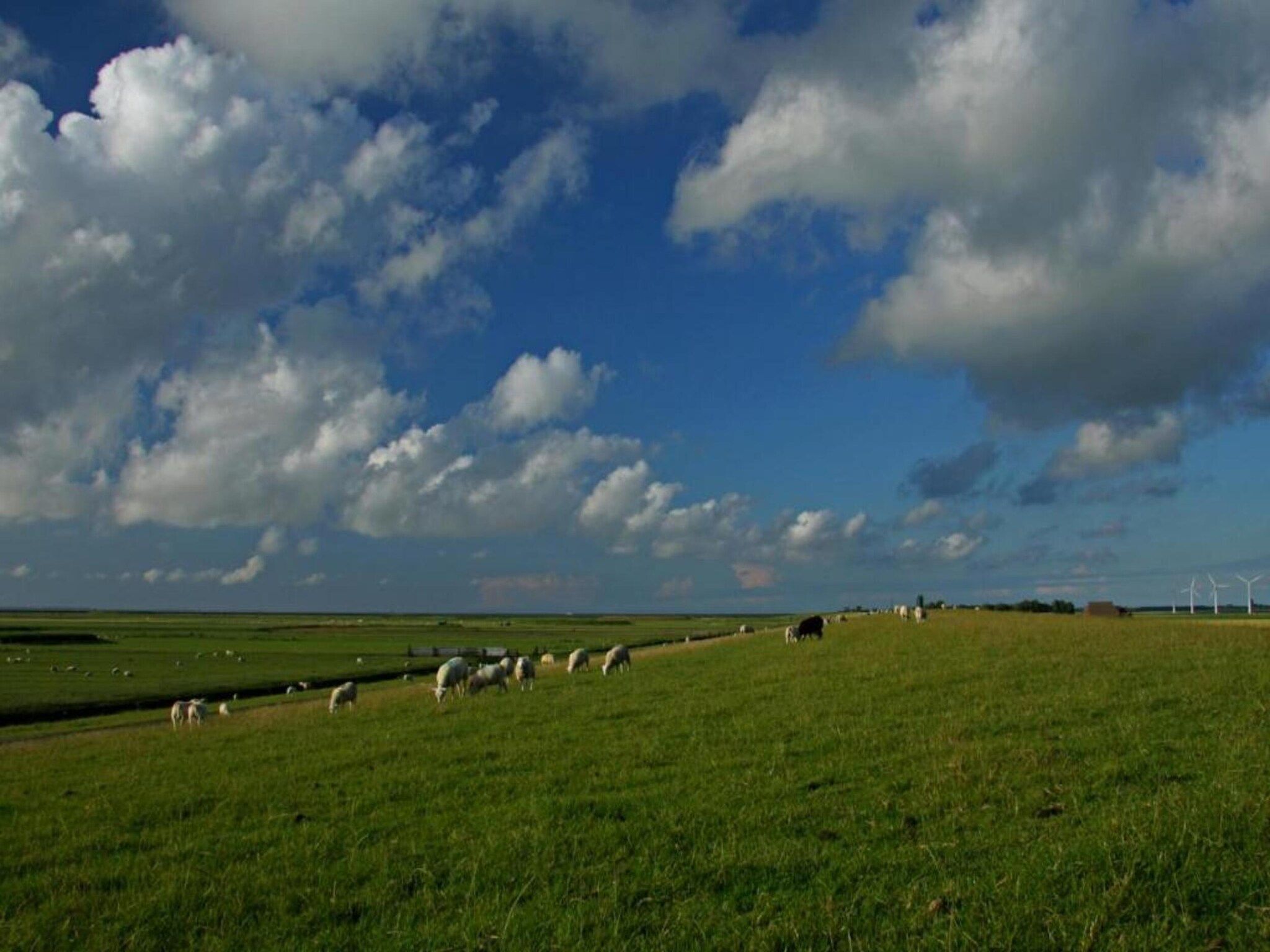 De omgeving van Bargereed 90 in Tzummarum