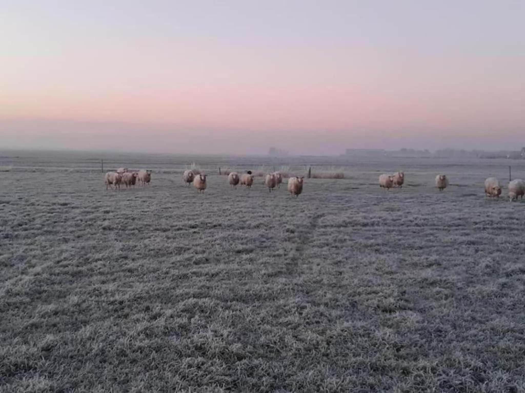 Yn't Bosk in Sint Nicolaasga - Foto 17 van 21