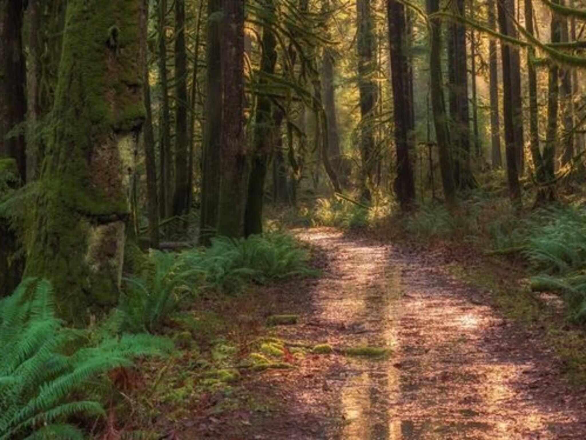 De omgeving van Forest lodge | 6 people in Rijssen
