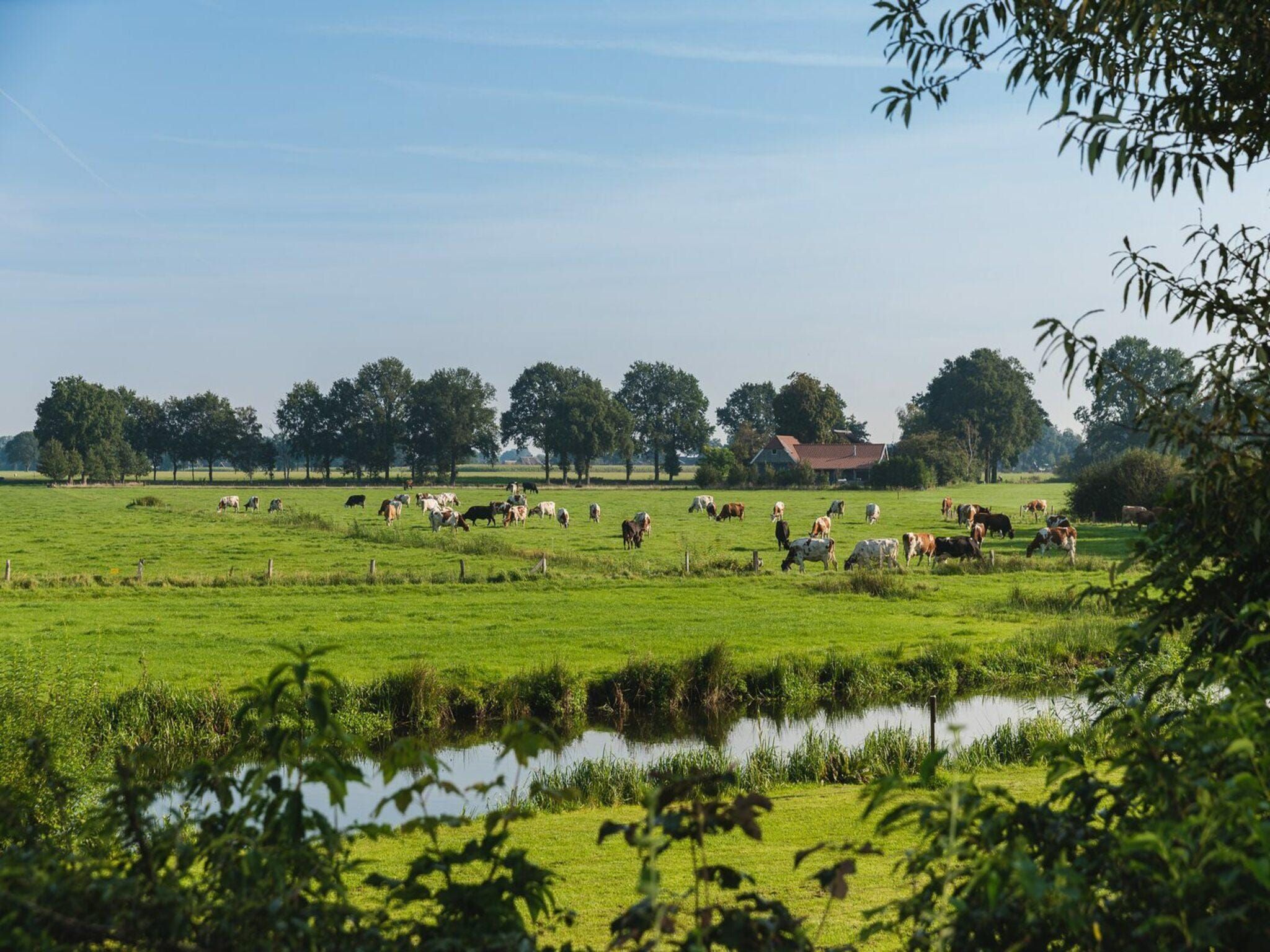 De omgeving van Safari tent 'the bartenter' with private sanitary facilities | 5 persons in Zuna