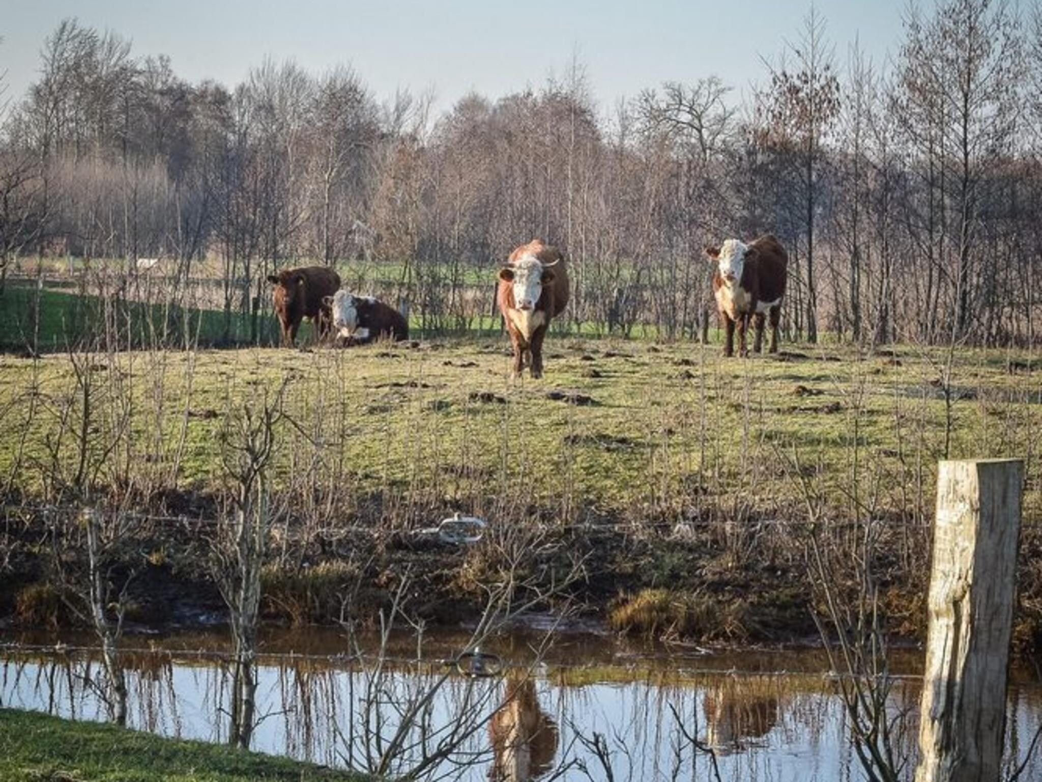 De omgeving van Group accommodation (2x Reggehooiberg, with large backyard) I 10 people in Zuna