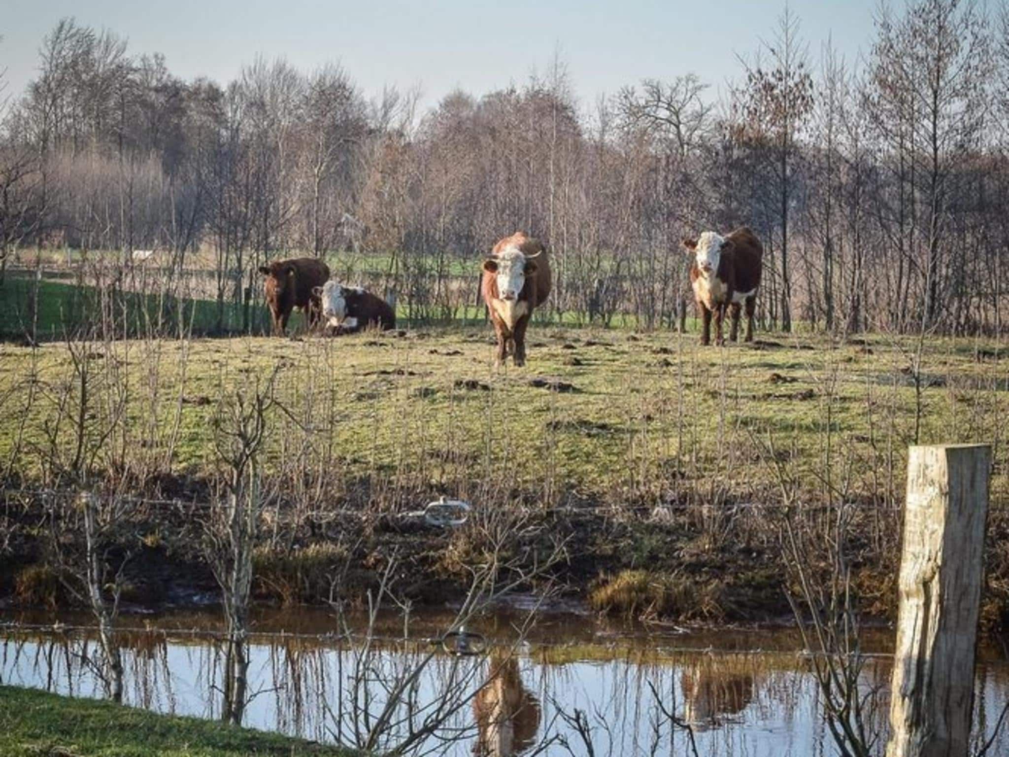 De omgeving van Safaritent met privé sanitair en extra groot terras | 8 personen in Zuna