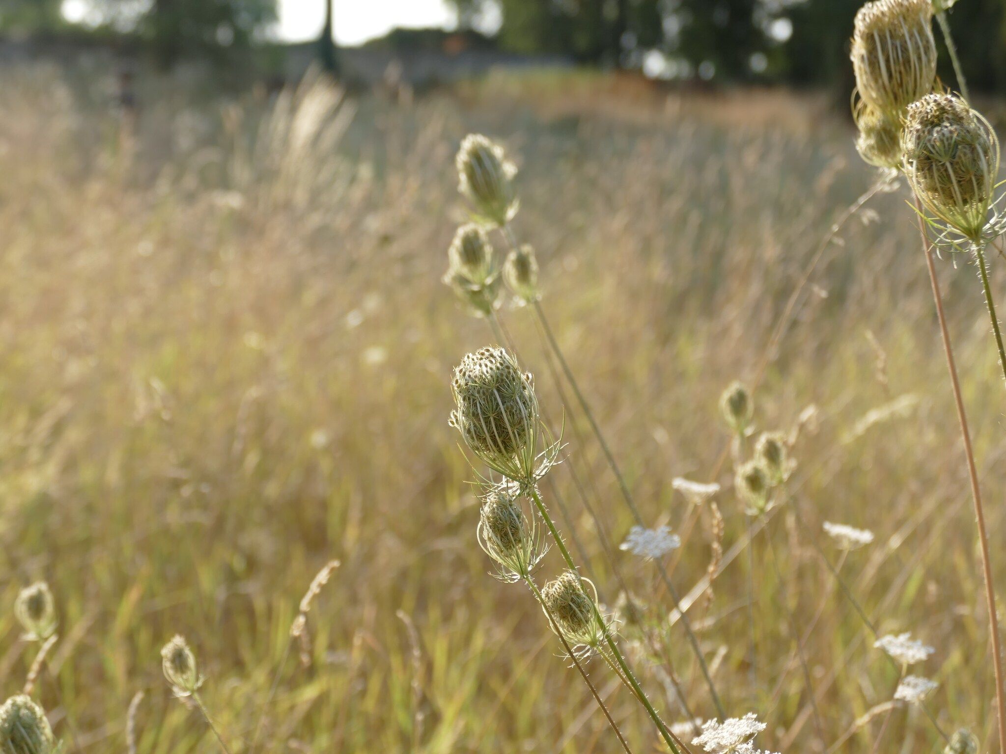 Sfeerbeeld van Meschermolen 5 in Mesch-Eijsden