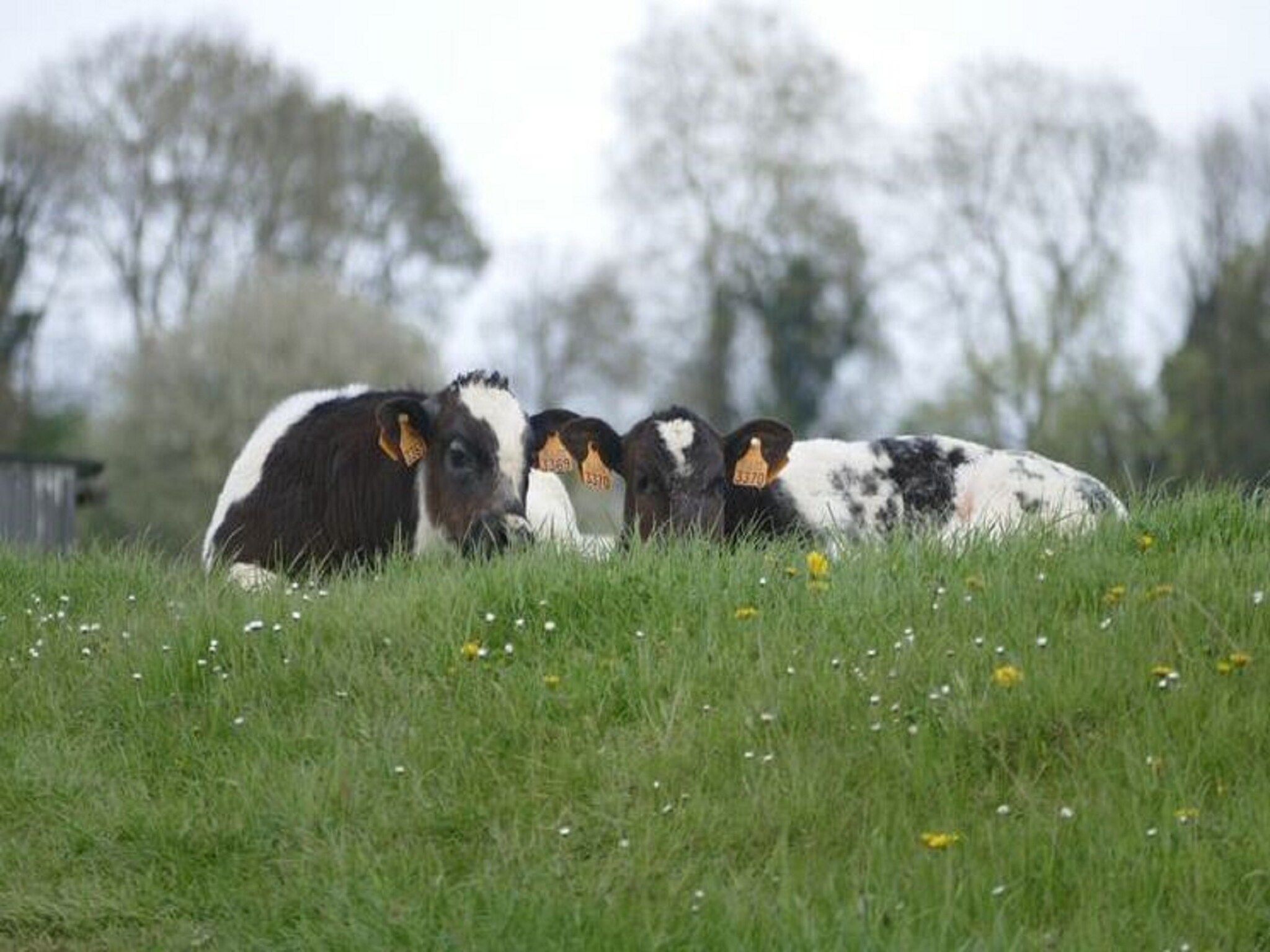 De omgeving van Meschermolen 5 in Mesch-Eijsden
