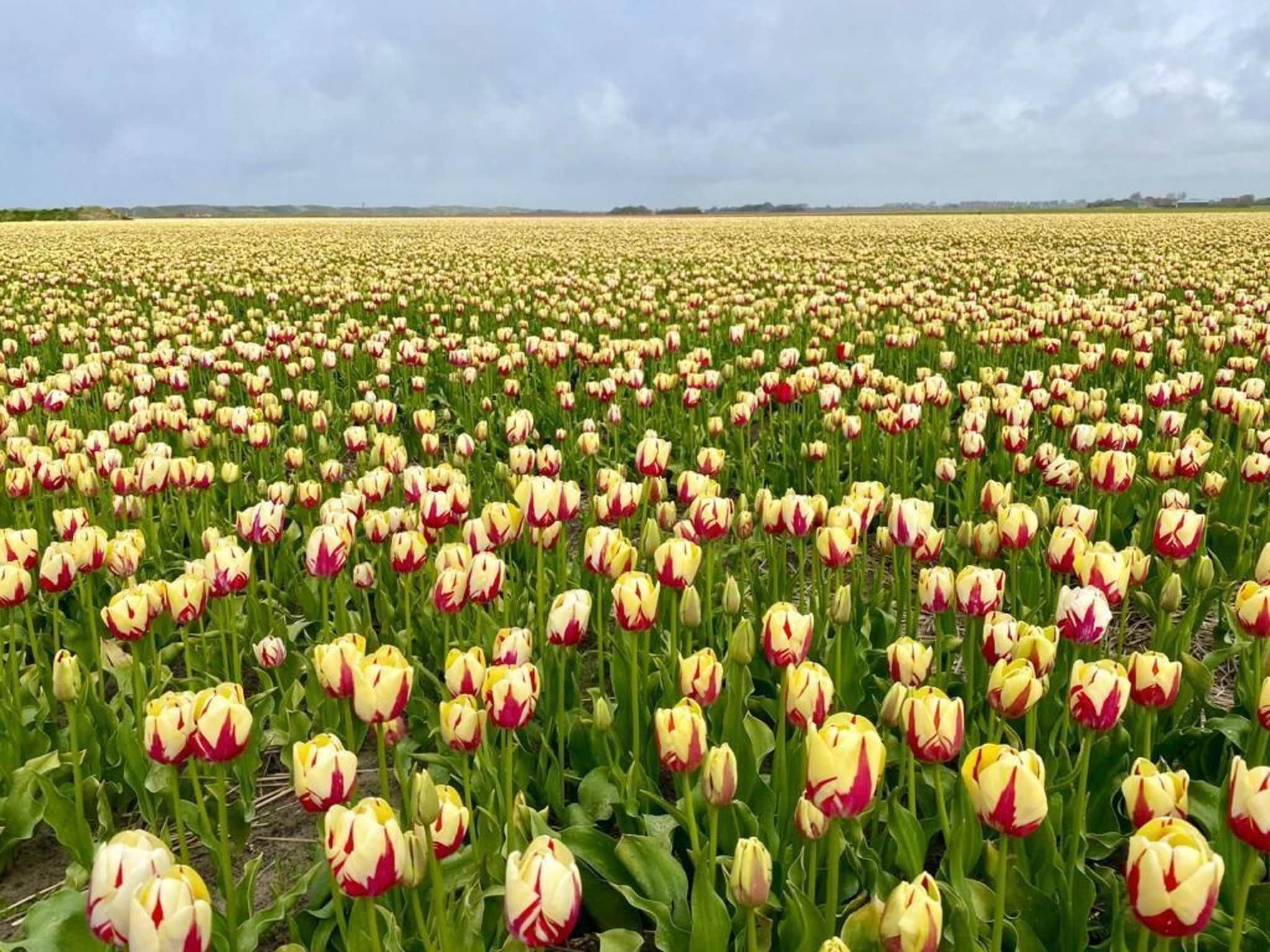 De omgeving van Dromen in de duinen - 51 in Sint Maarten
