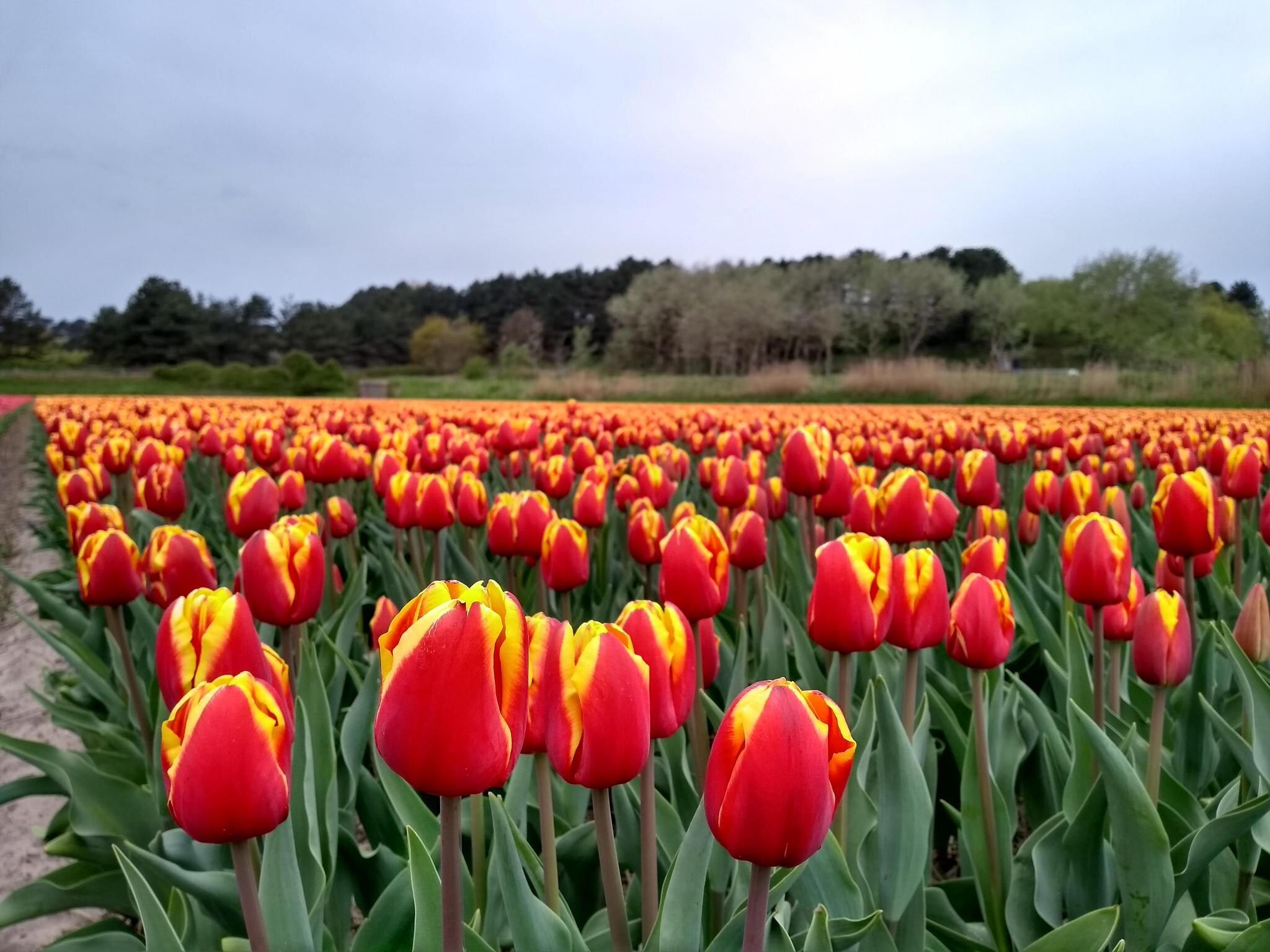 De tuin van Zonnestralen in Egmond aan den Hoef