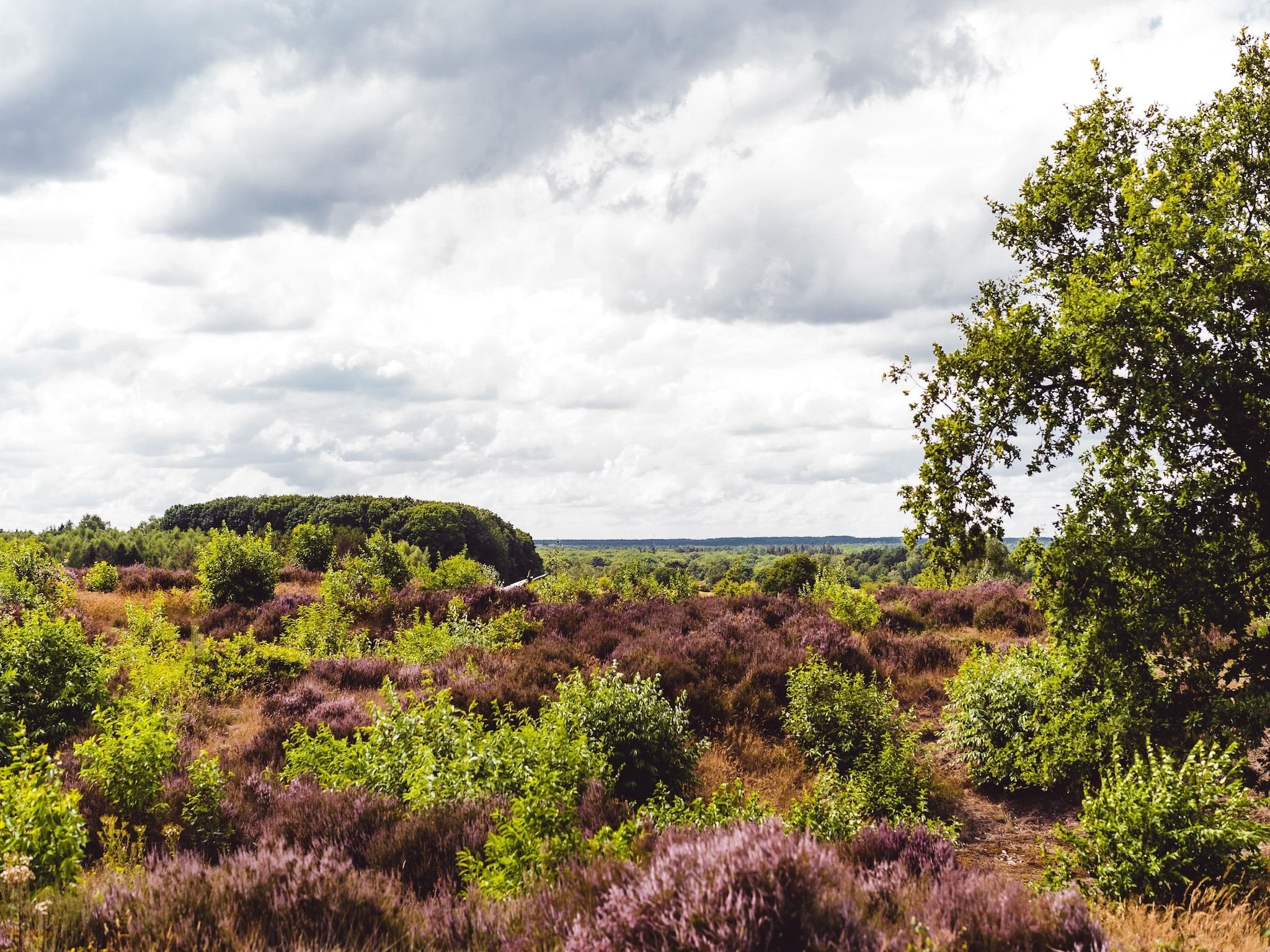 De omgeving van Bospark de Schaapskooi 8 in Wissel/Epe