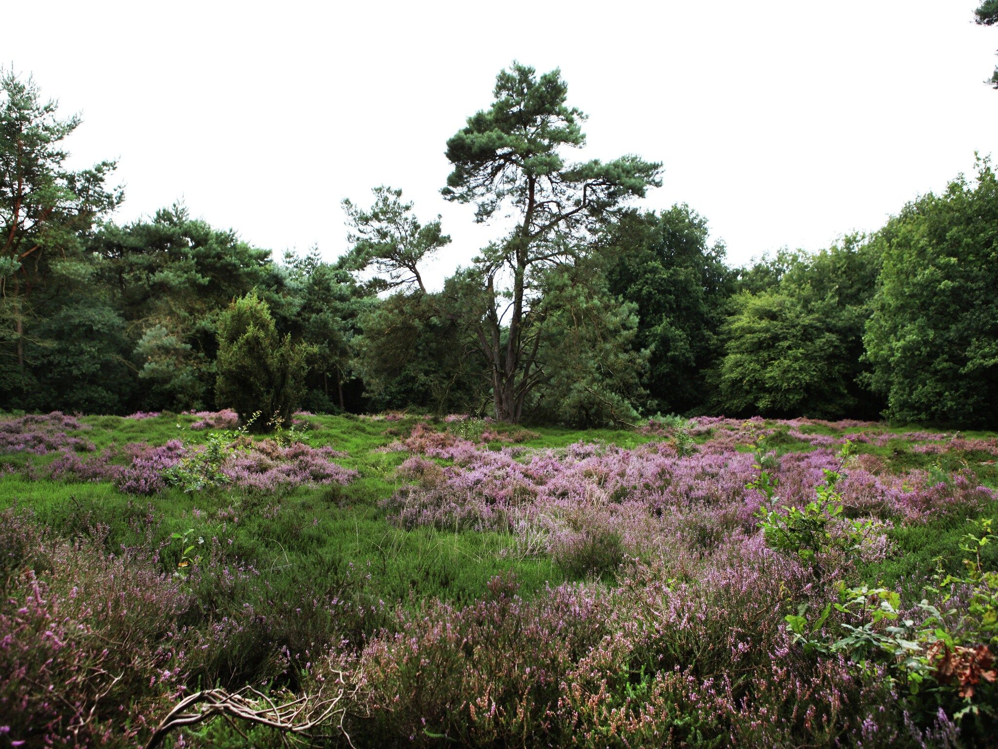 De omgeving van De Wildenberg in Zuidwolde