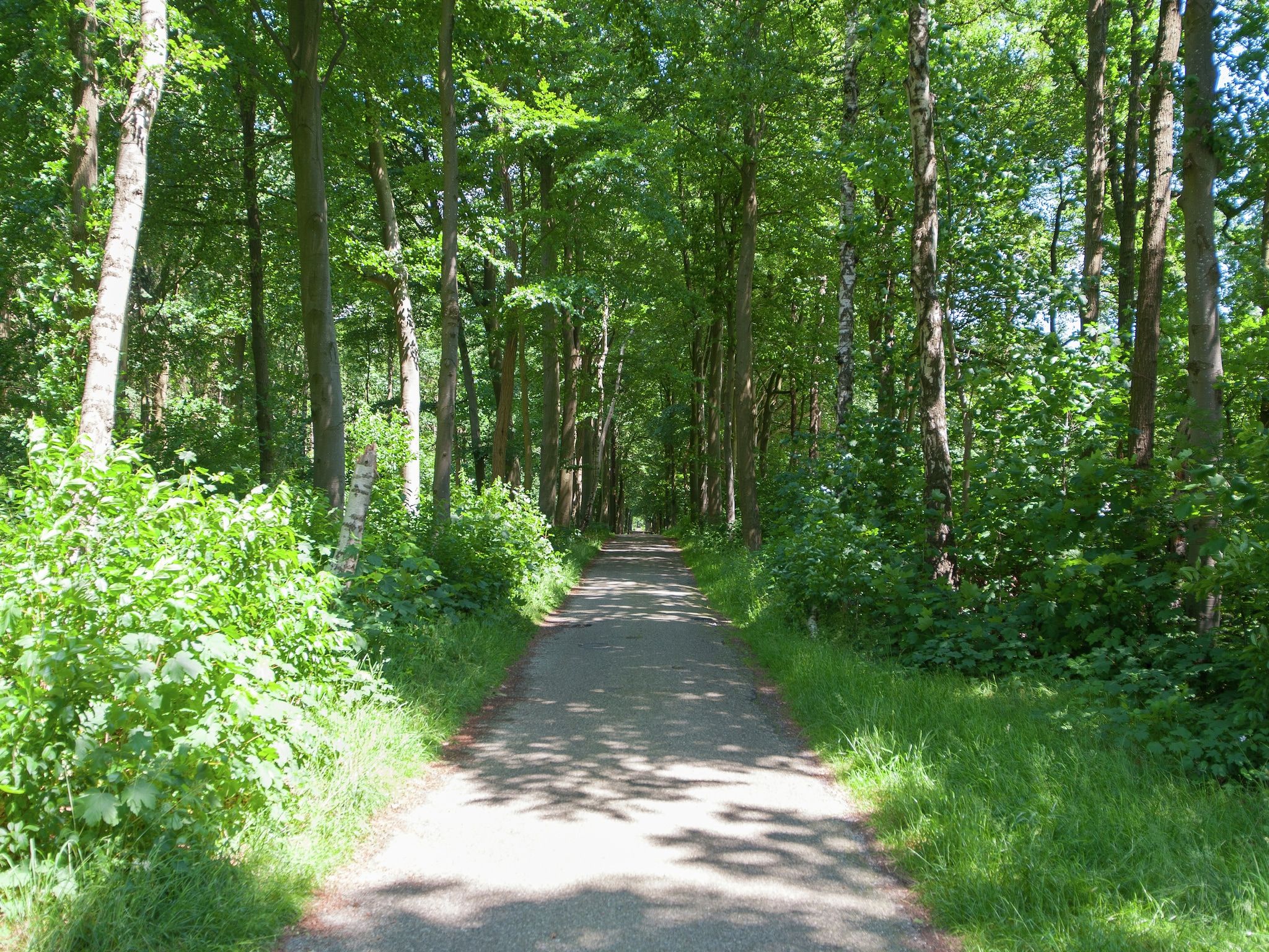 De omgeving van De Meerkoet in Oudemirdum