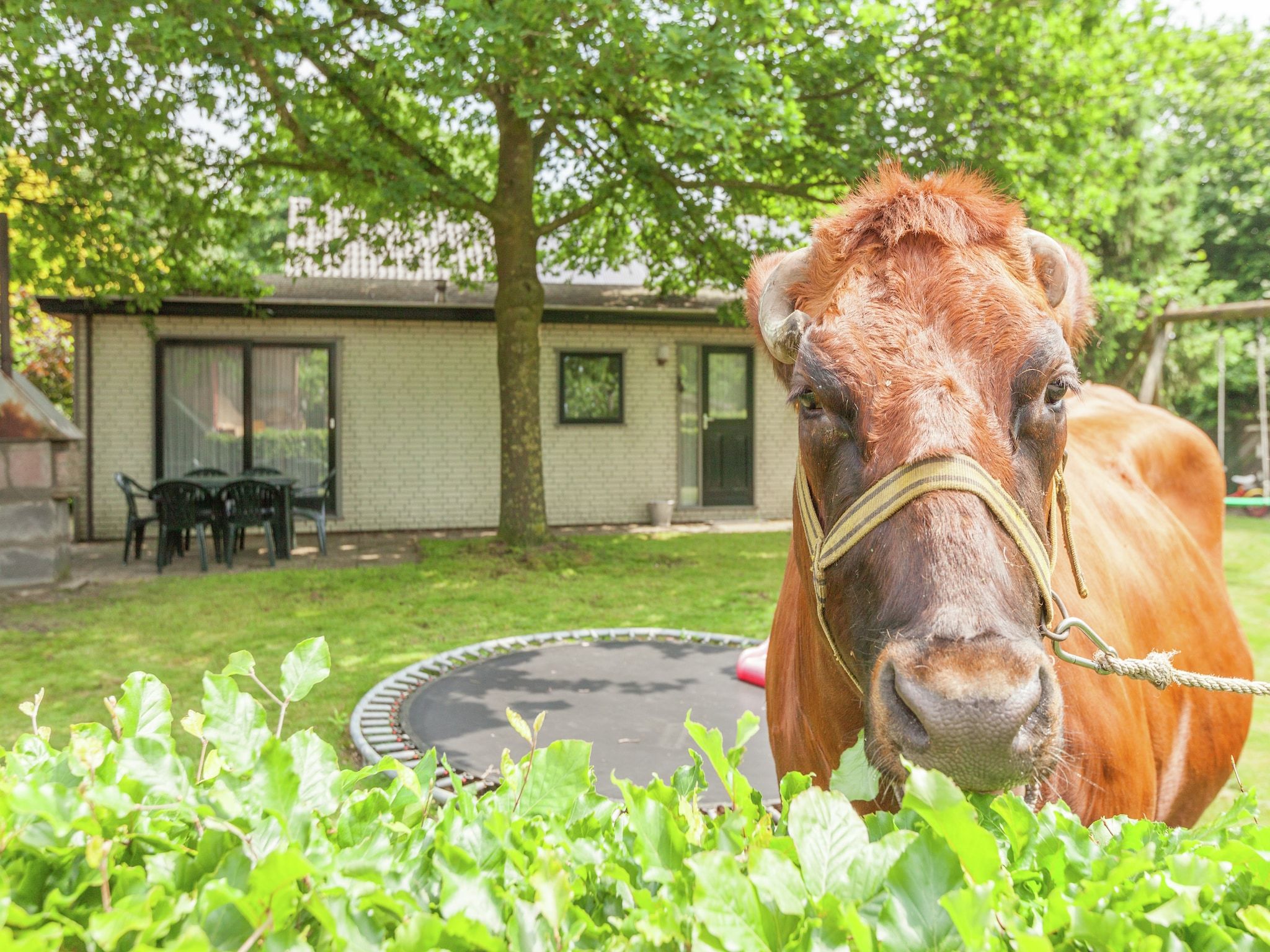Sfeerbeeld van Zonnedauw in Uden