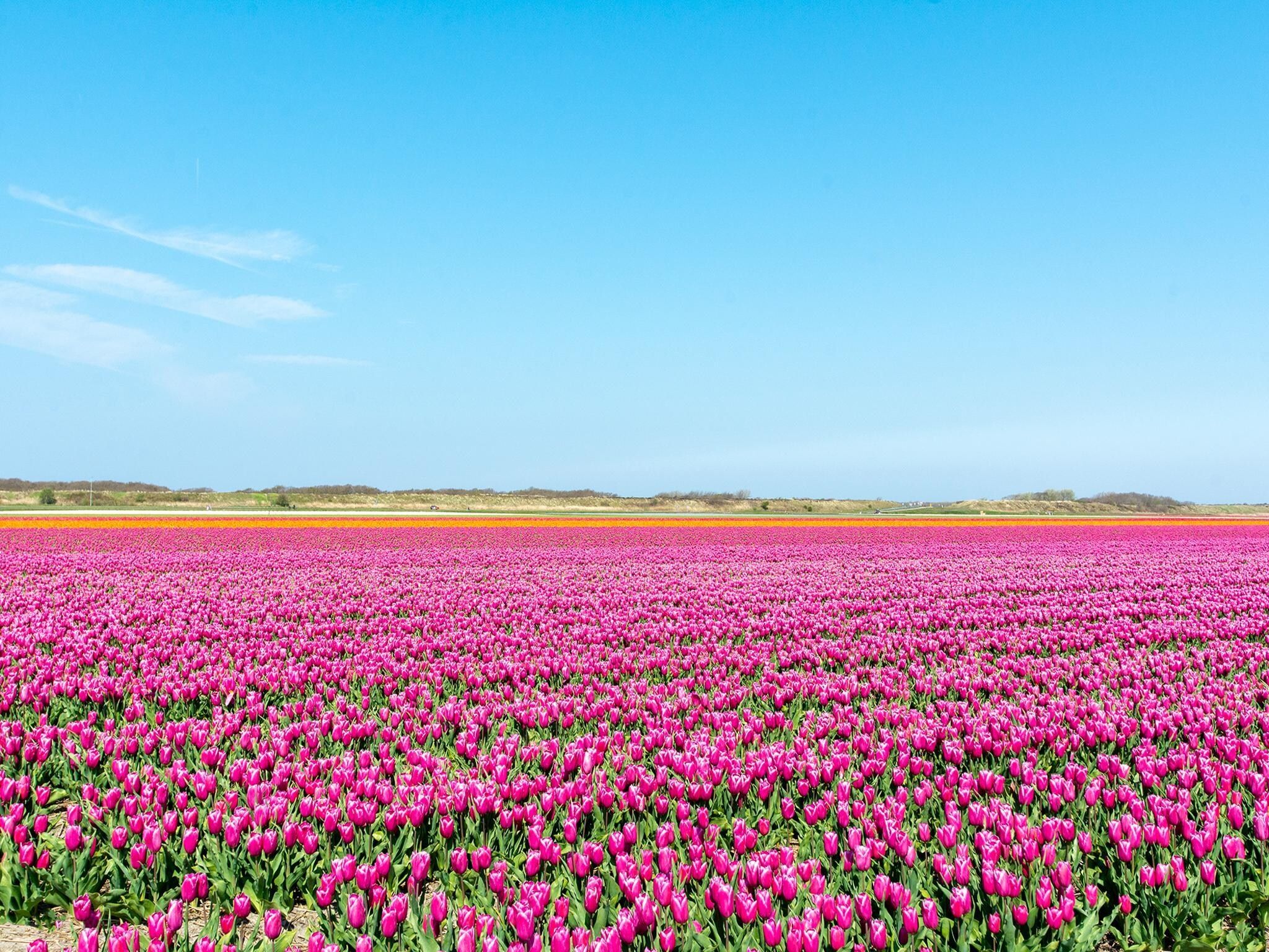 De omgeving van Suite Koeboet in Callantsoog