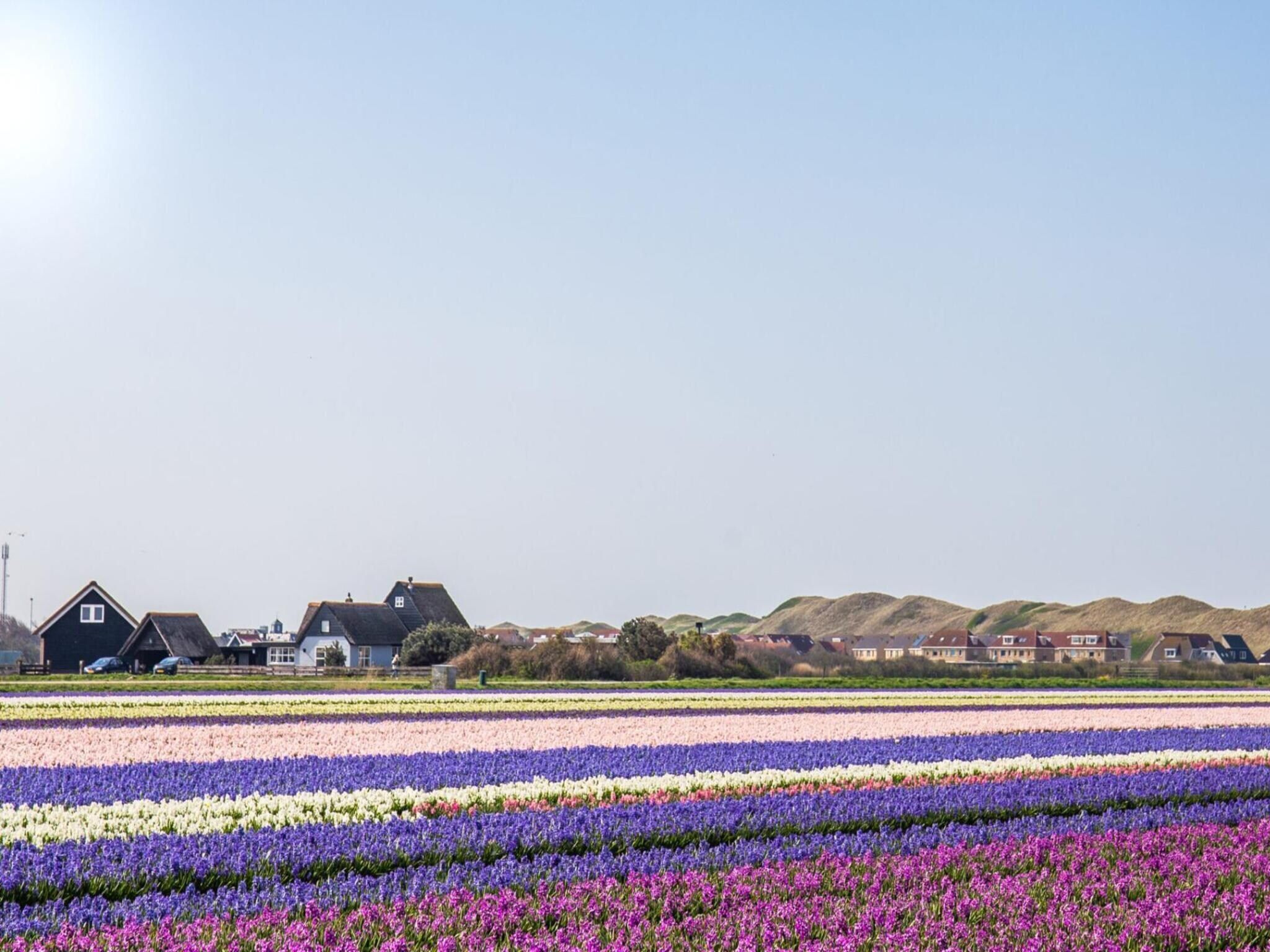 De omgeving van Appartement Dars in Callantsoog