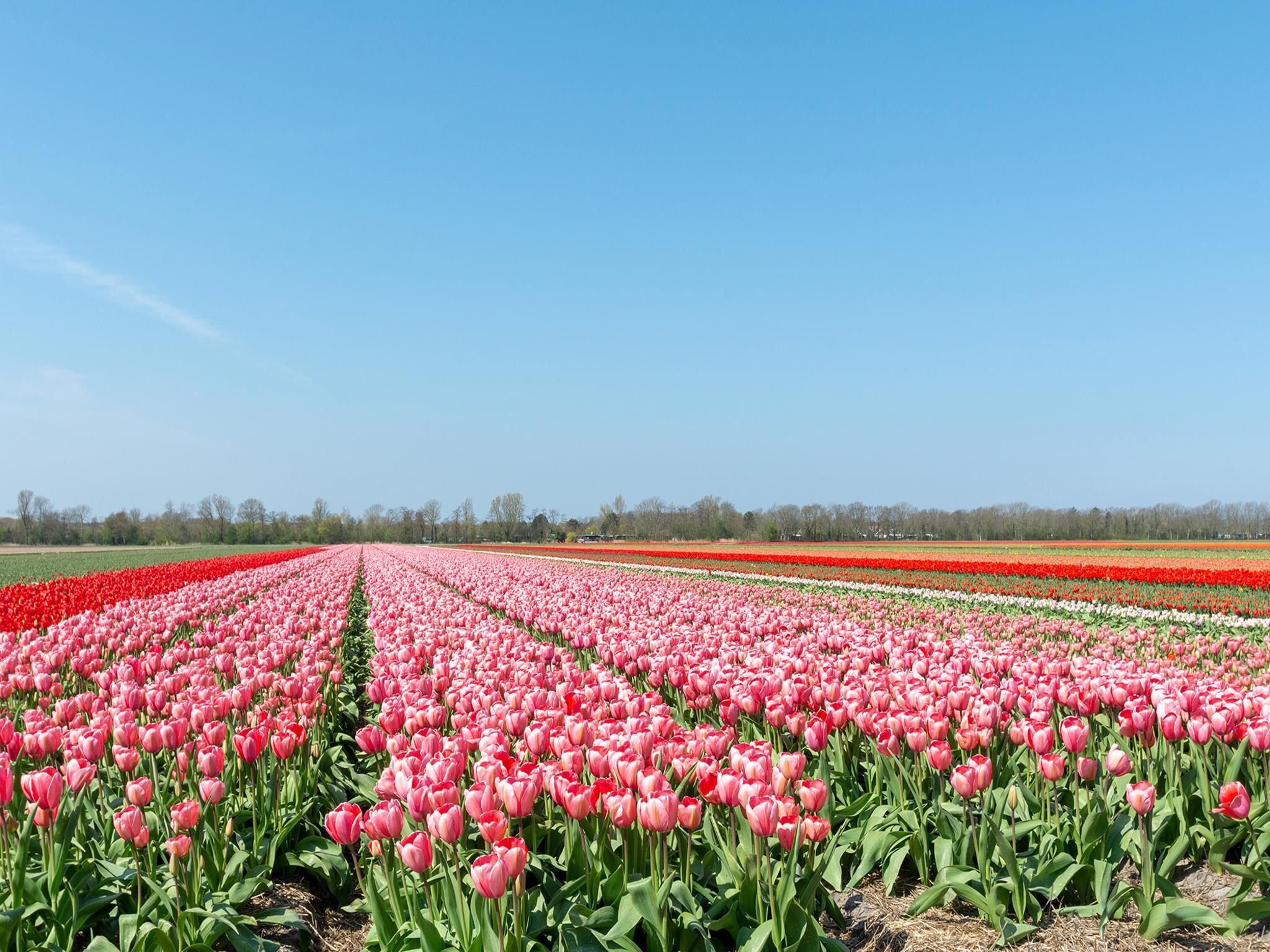De omgeving van Vakantiehuisje Vloed in Callantsoog