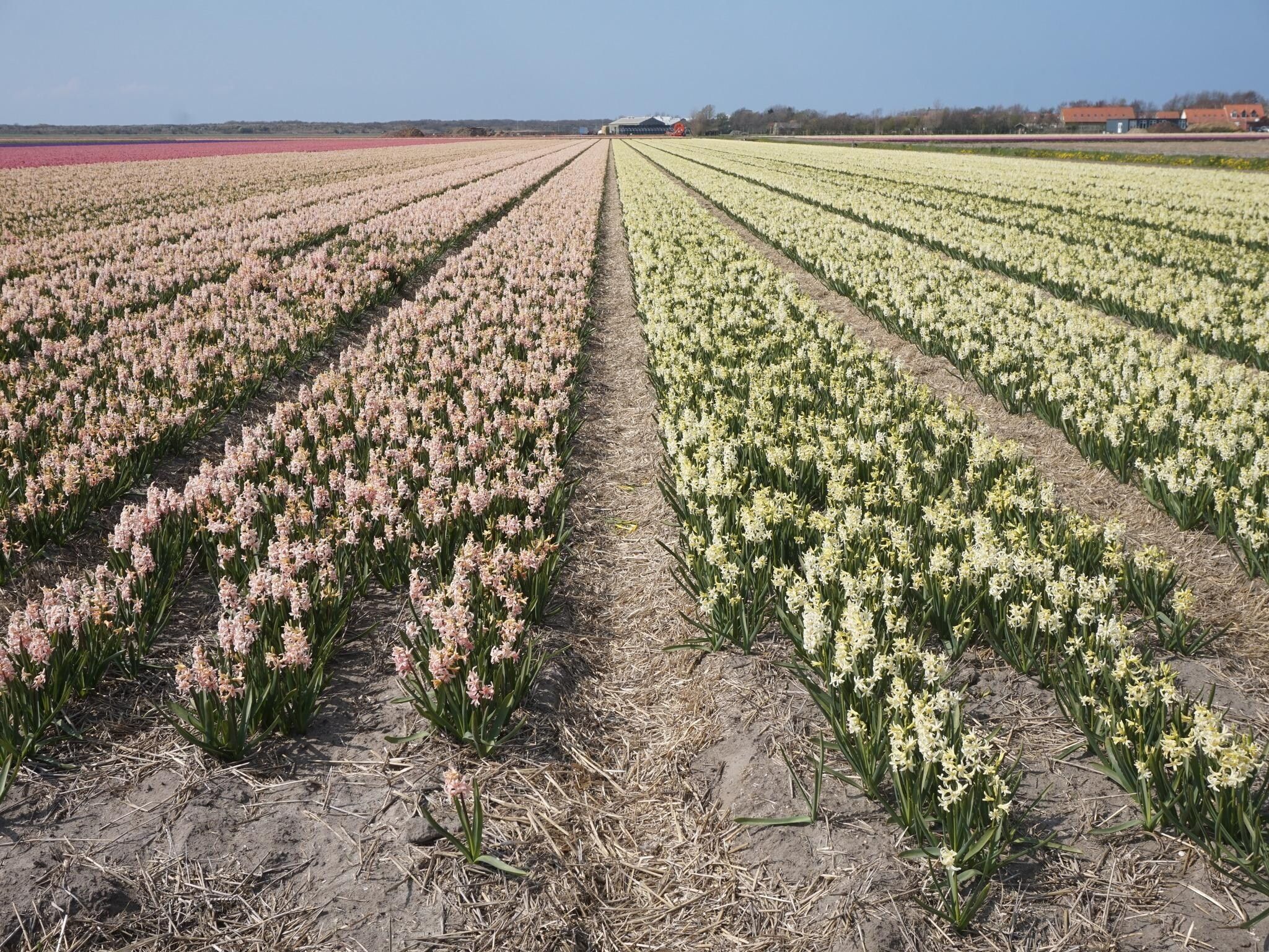 De omgeving van Vakantiehuisje Vloed in Callantsoog