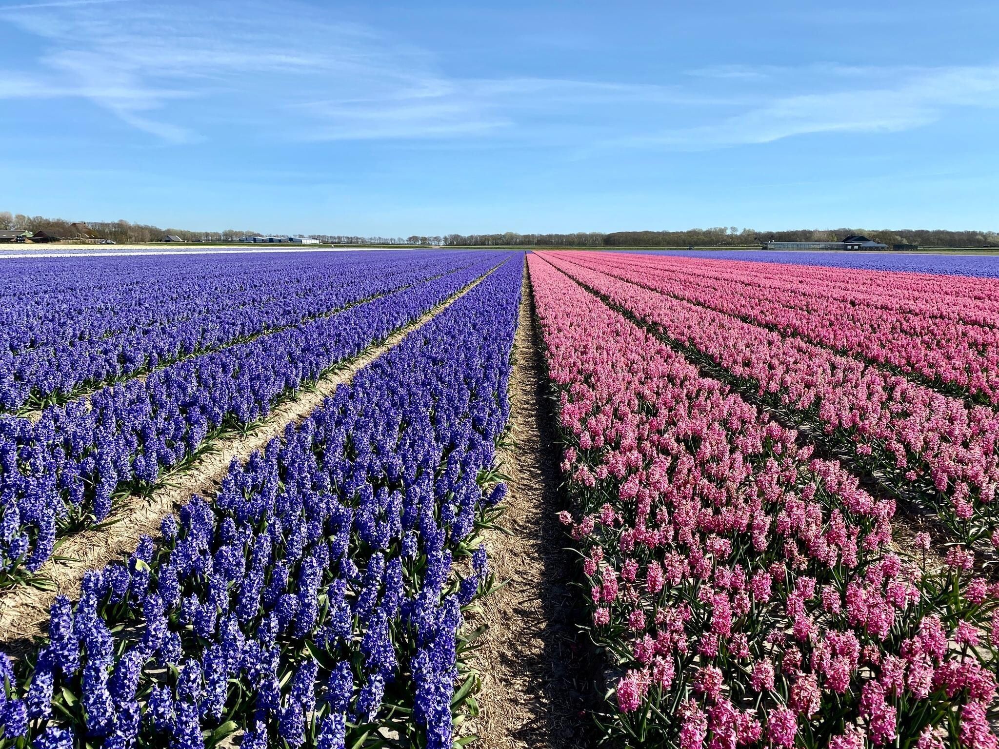 De omgeving van Vakantiehuisje Vloed in Callantsoog