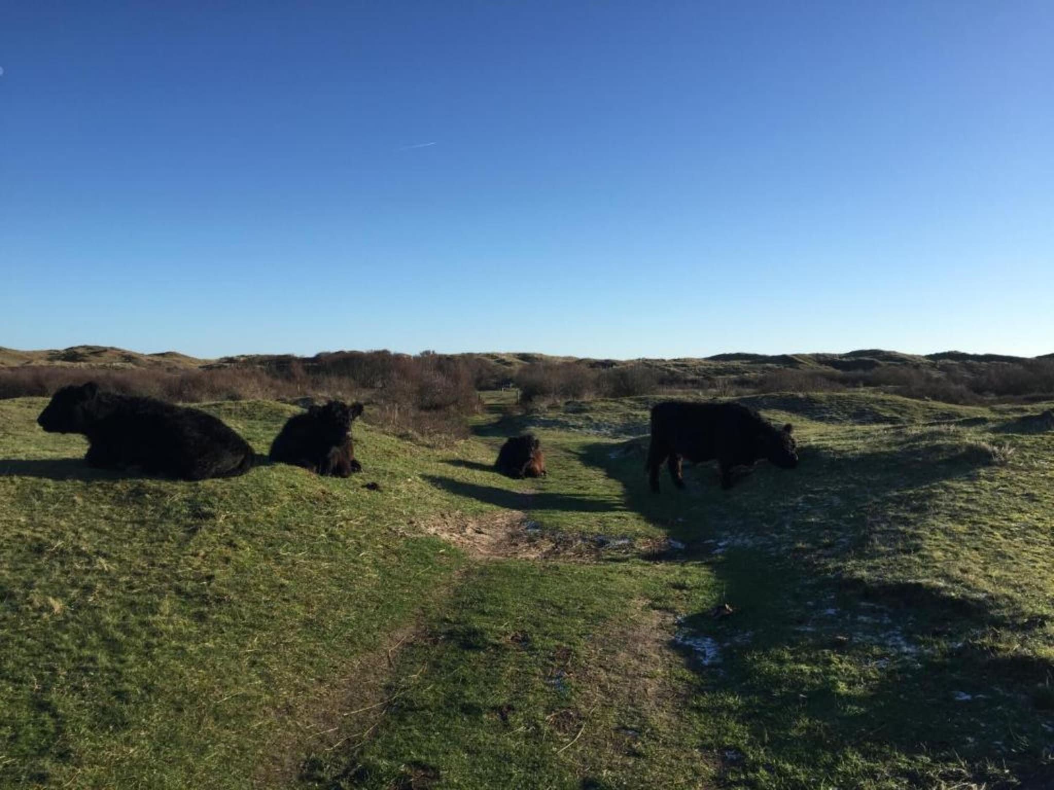Kustpark Texel 2 in De Koog - Foto 31 van 40
