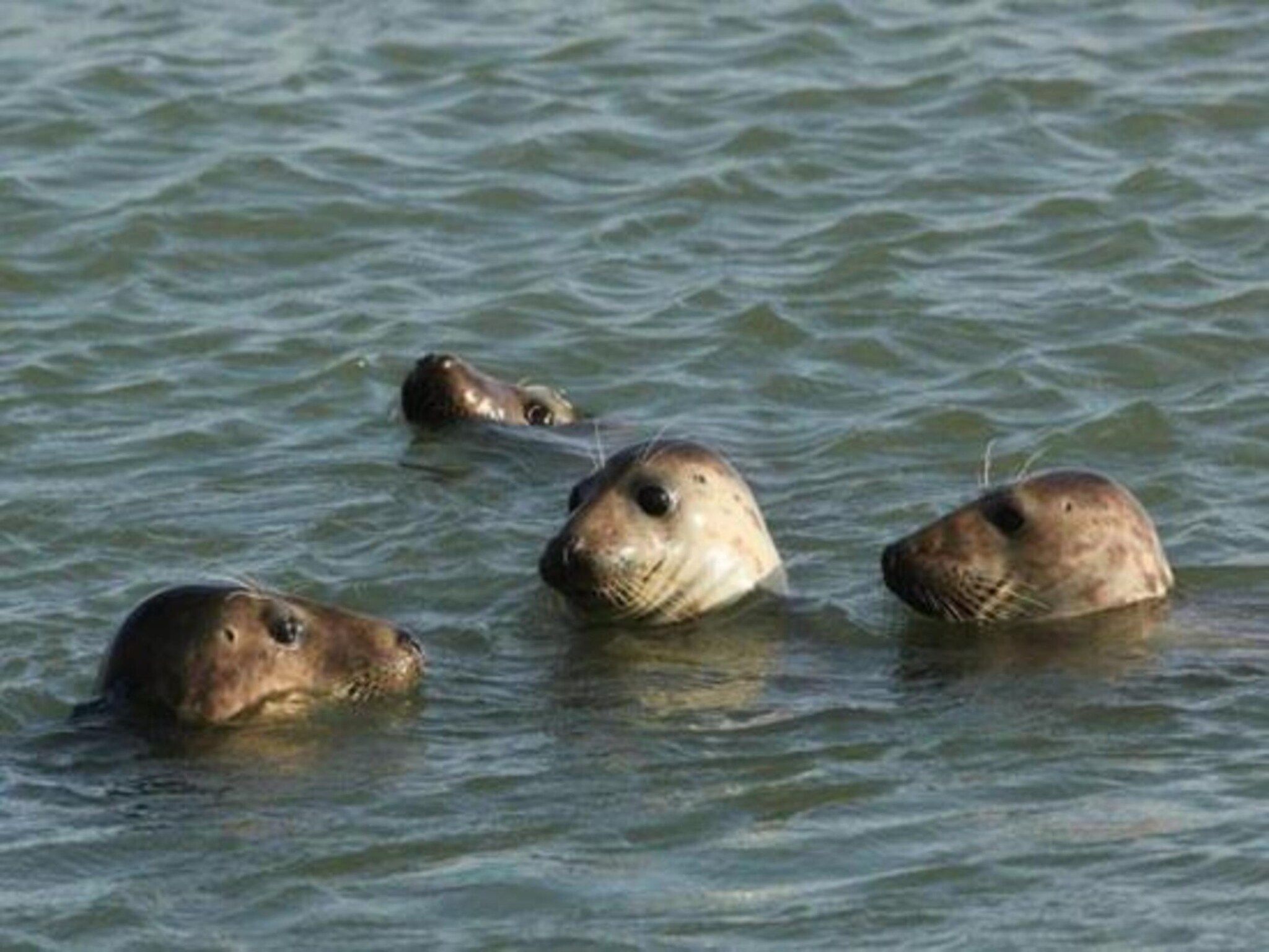 Licykreken in Wemeldinge - Foto 33 van 40
