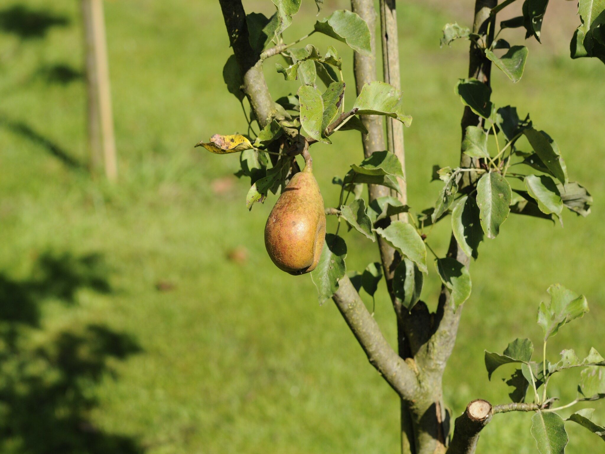 De tuin van Wildeman in Heeten