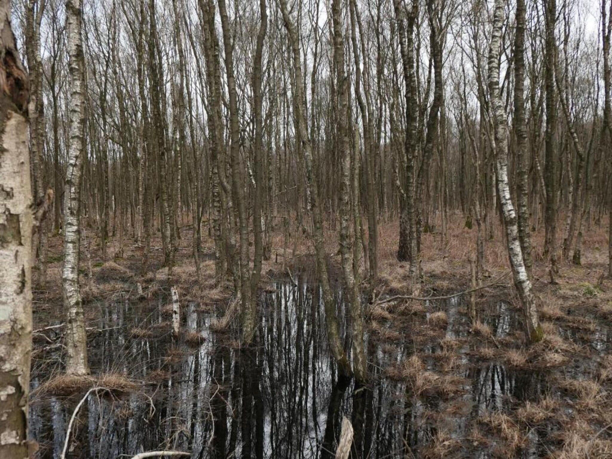 De omgeving van Recreatiepark Tolplas 11 in Hoge Hexel