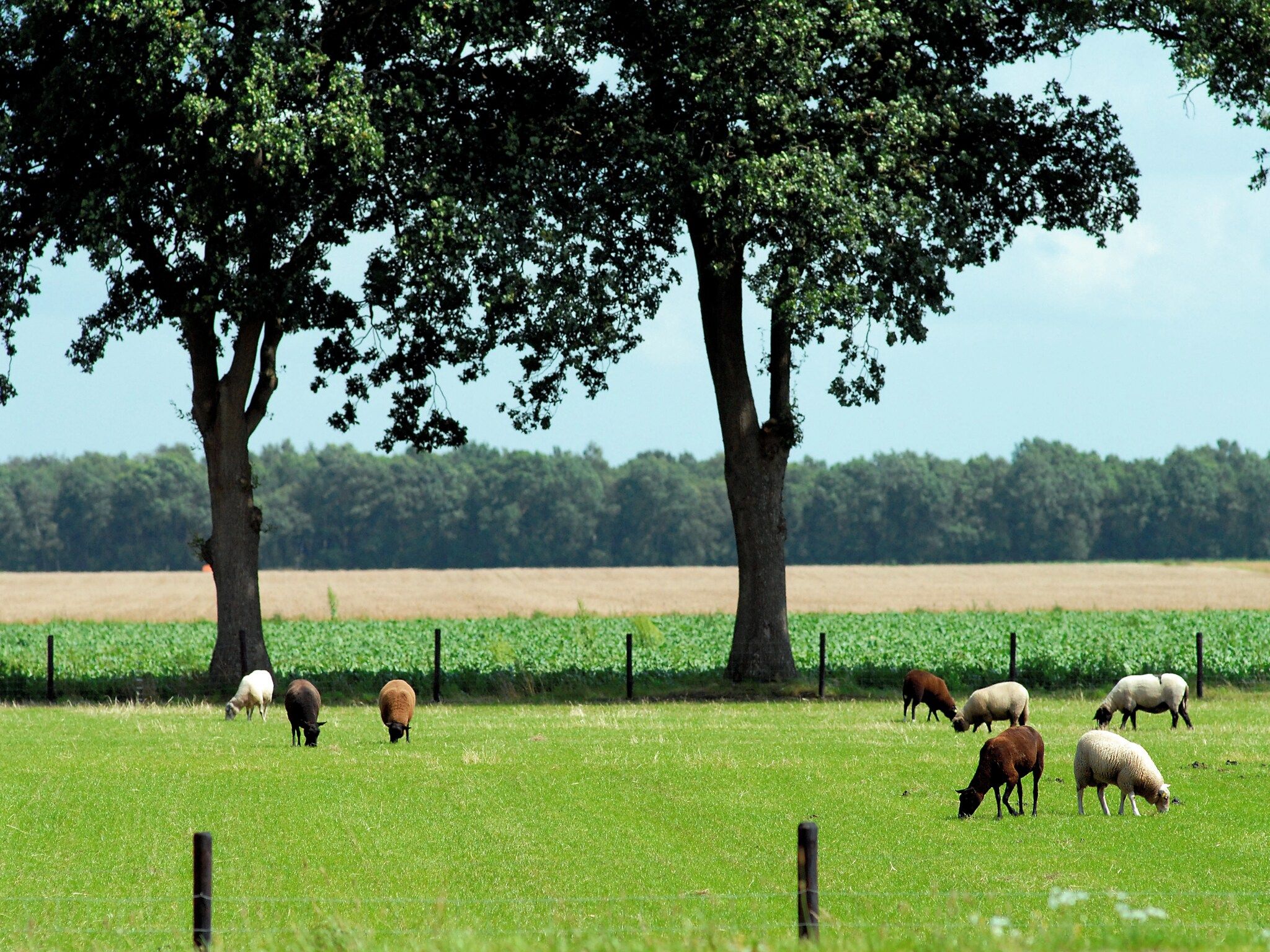 De omgeving van Het Drentse Wold 2 in Hoogersmilde