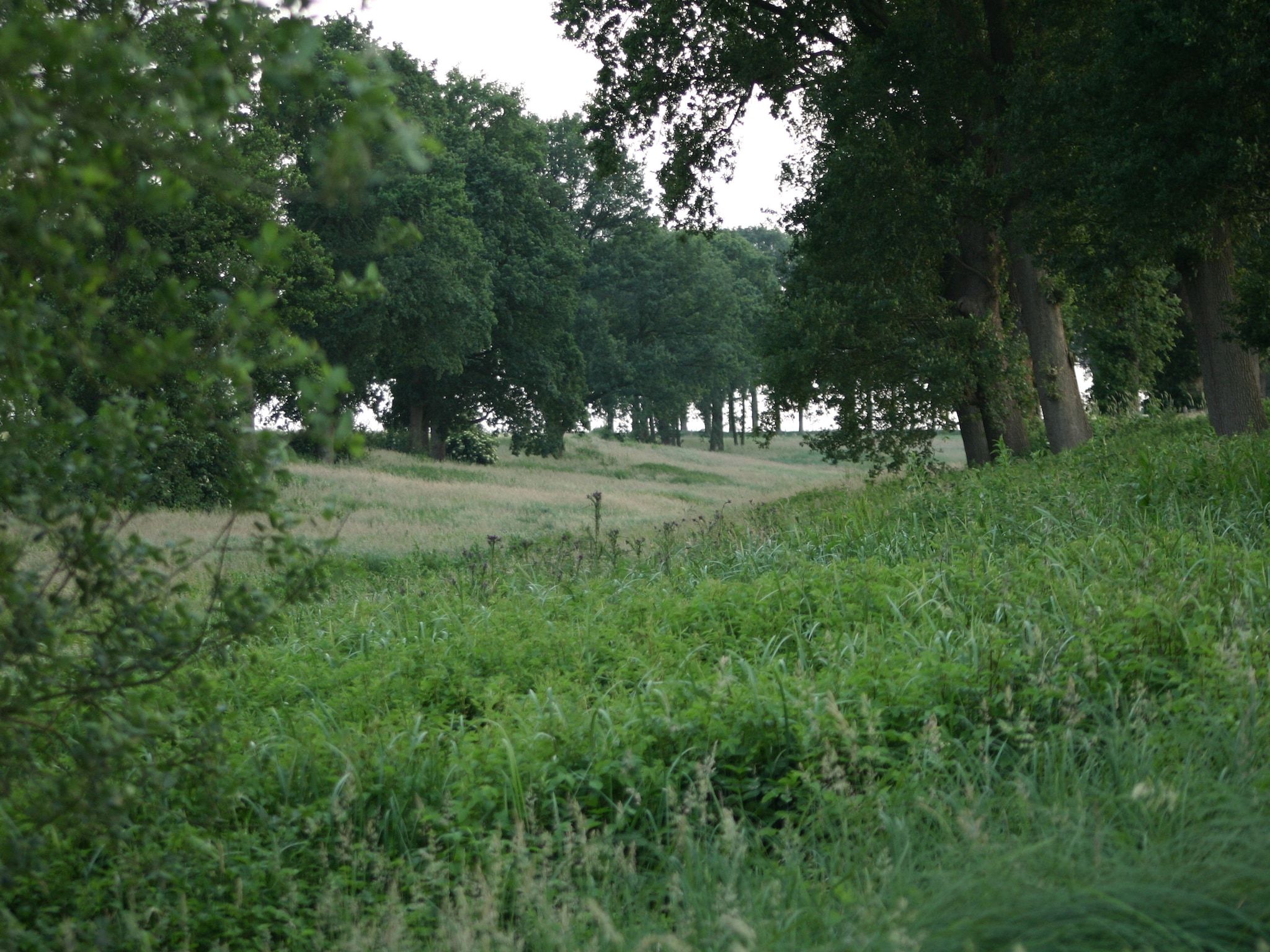 De omgeving van Chaletpark Kuiperberg 1 in Ootmarsum
