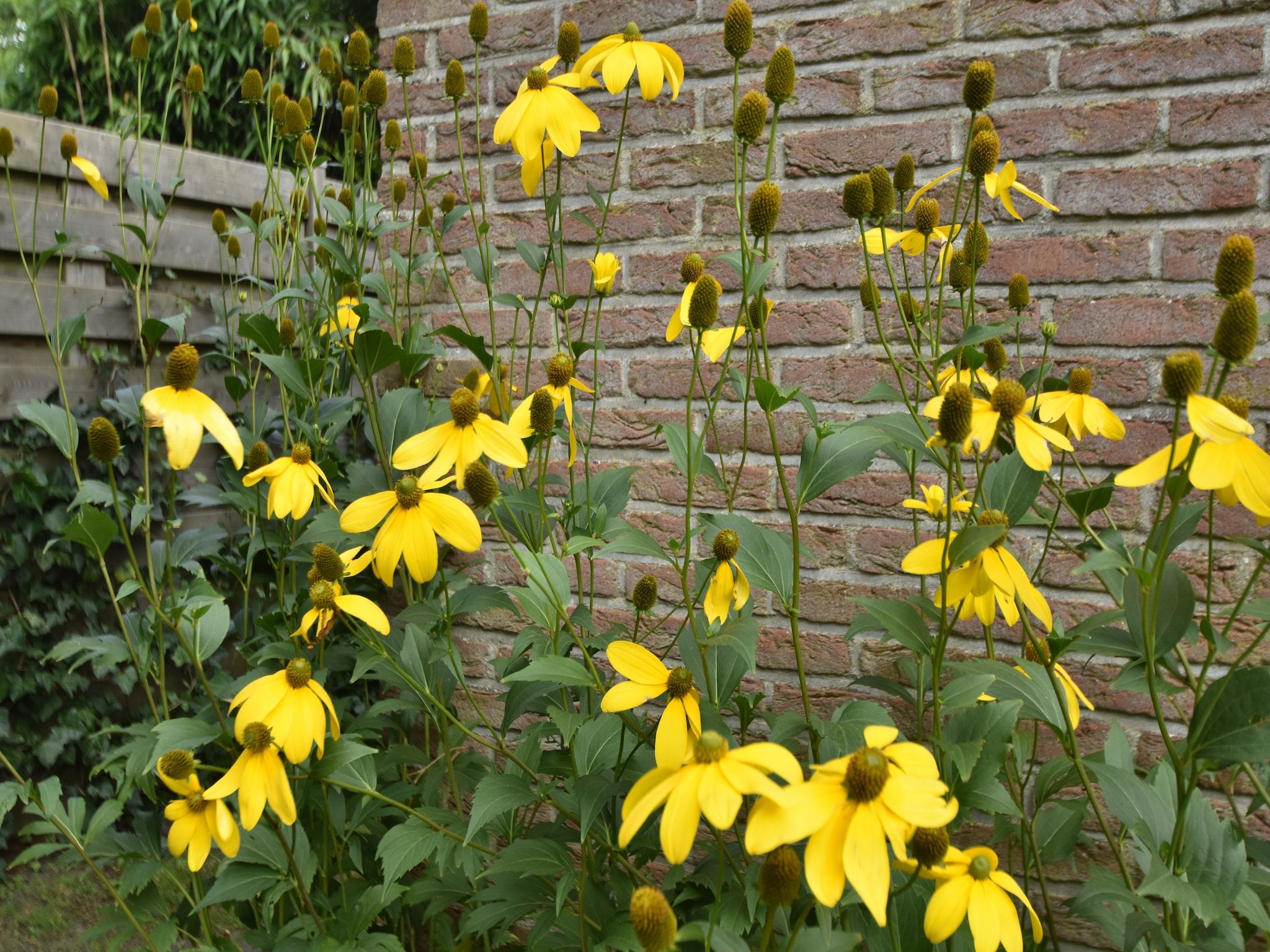 De tuin van Morgenster in Bergen aan zee