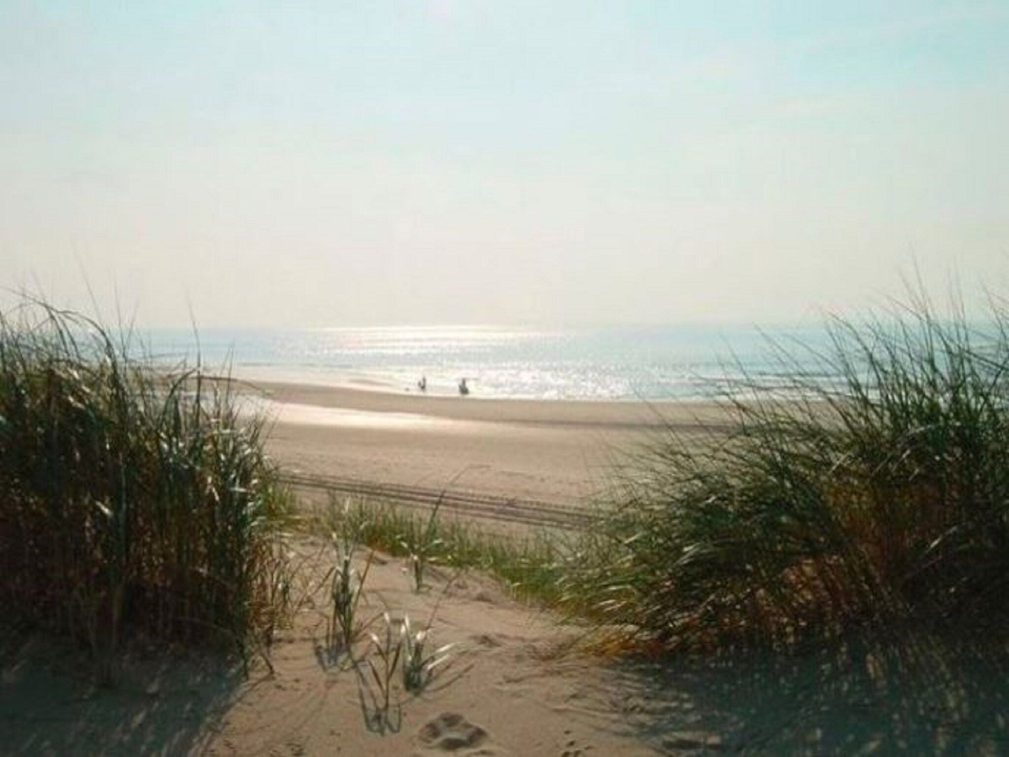 Helmgras I in Egmond aan zee - Foto 20 van 40