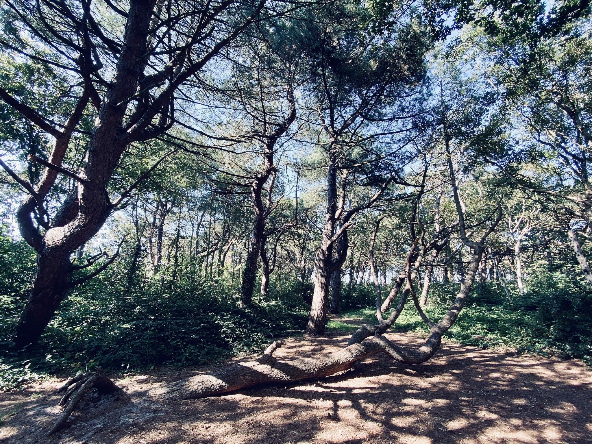 De tuin van de Biotoop in Callantsoog