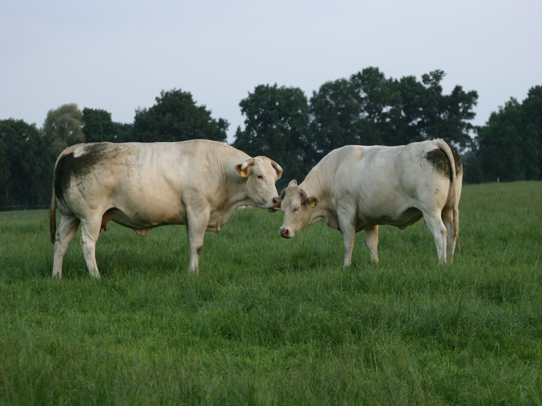 De omgeving van Chaletpark Kuiperberg 4 in Ootmarsum