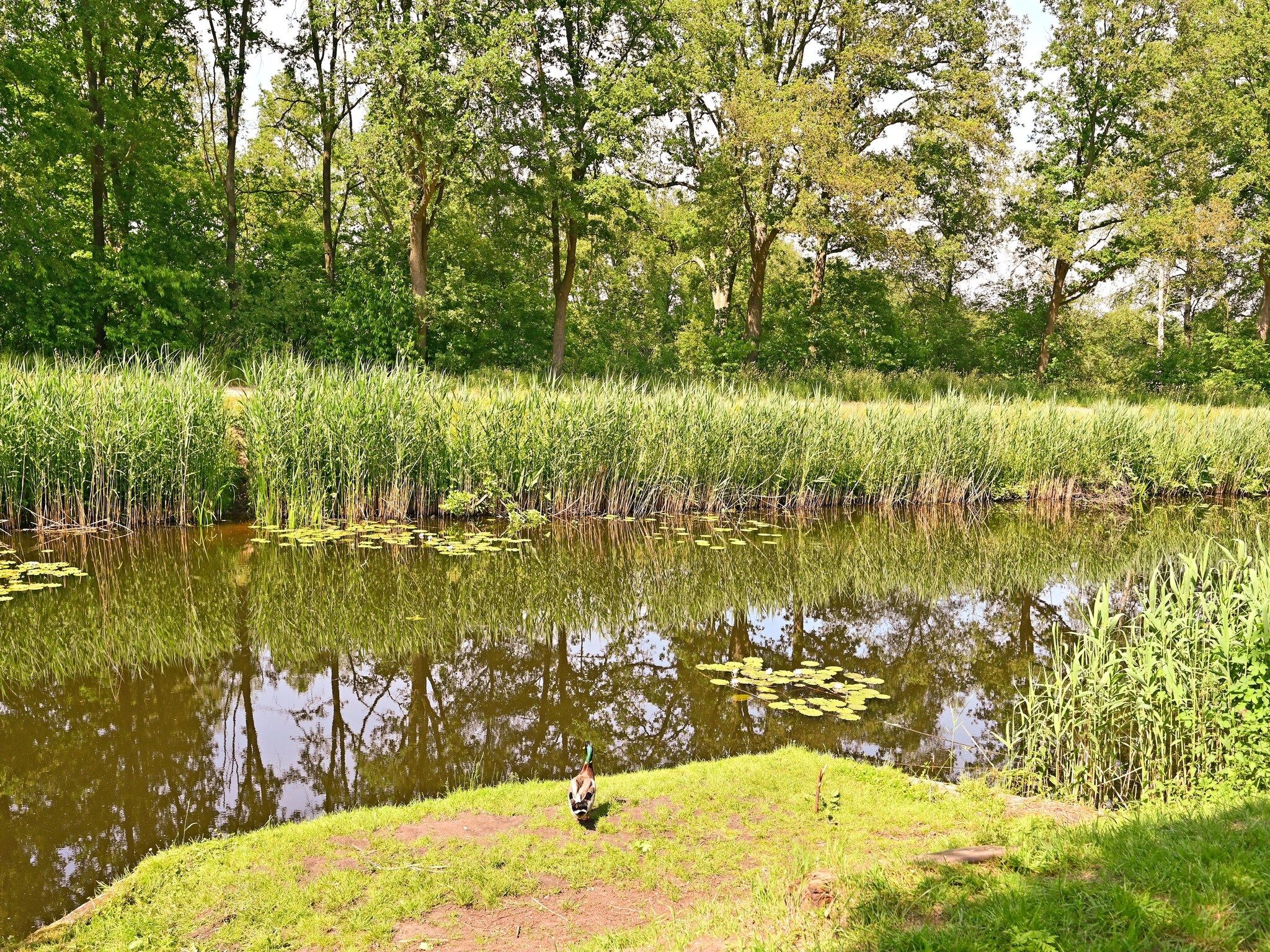 De omgeving van Zijzicht in Reutum-Weerselo