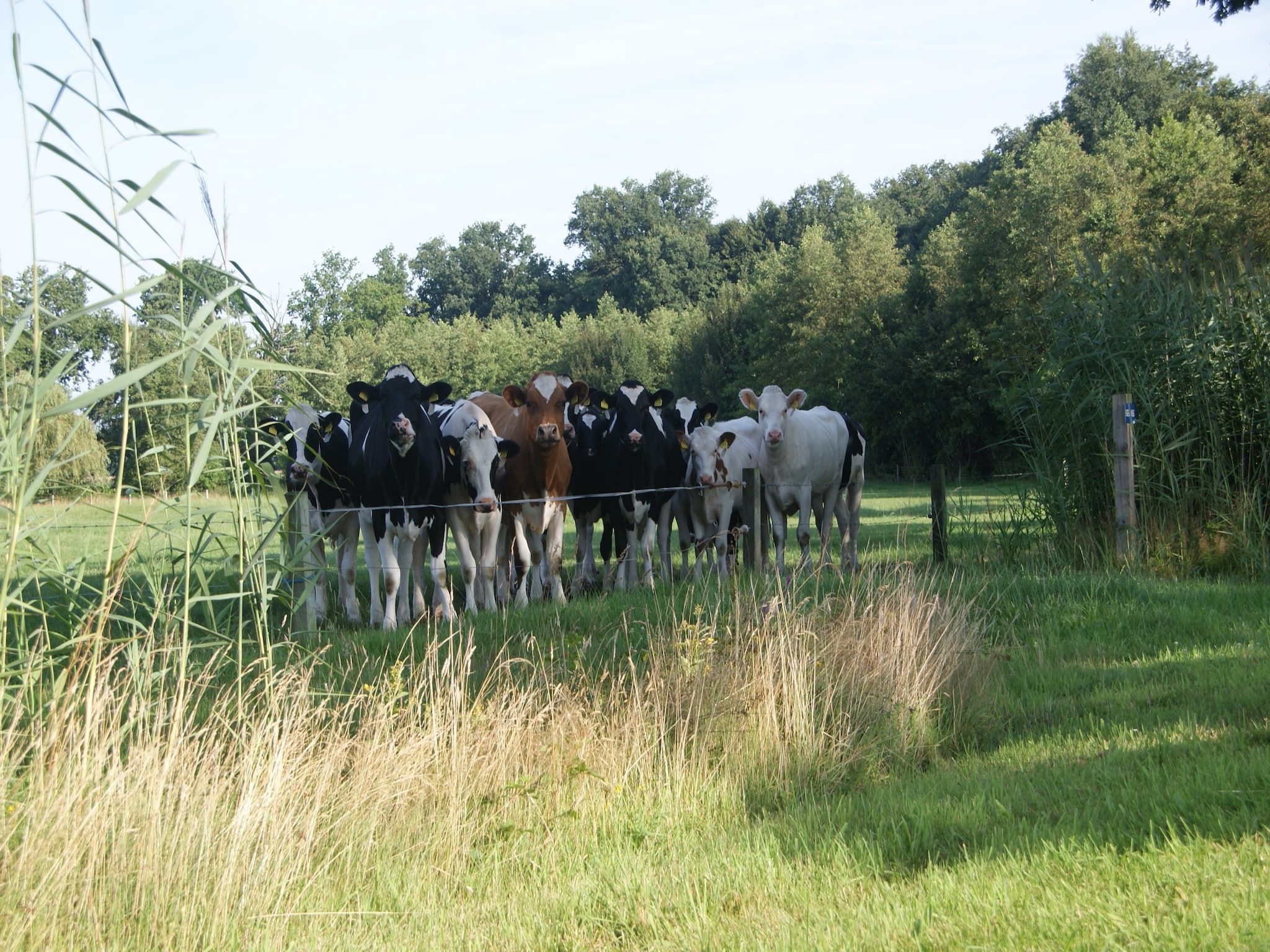 Landrijk de Reesprong 2 in Buurse - Foto 30 van 39