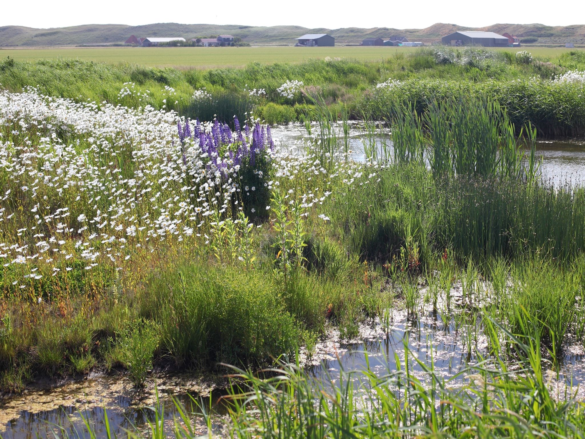 De omgeving van Vakantiepark Callassande 2 in Callantsoog