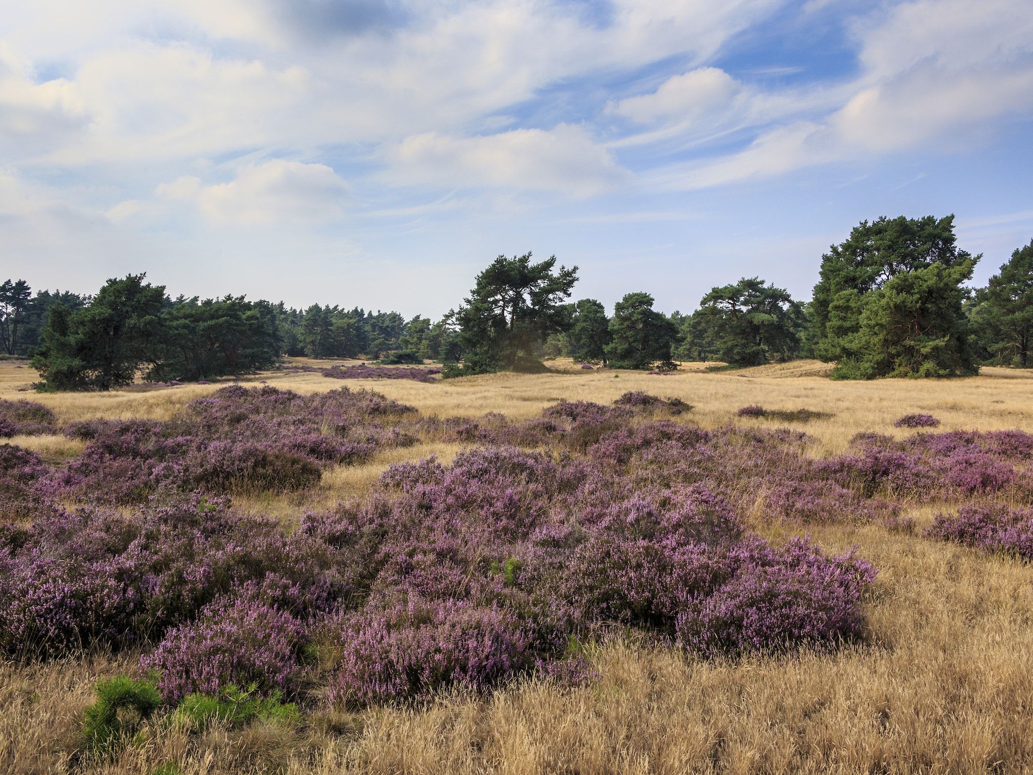 De omgeving van Recreatiepark de Boshoek 22 in Voorthuizen