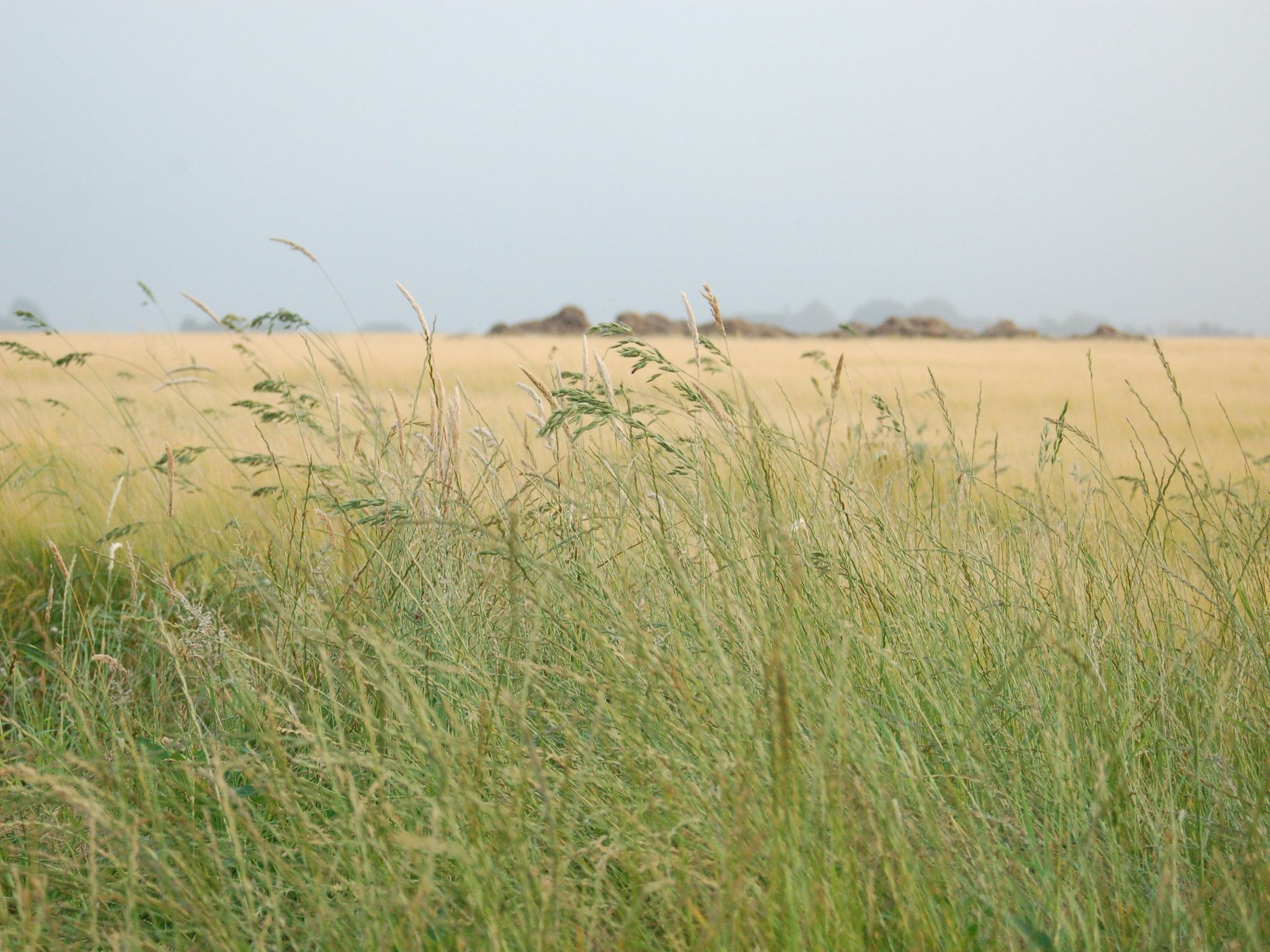 De omgeving van Kustpark Texel 5 in De Koog
