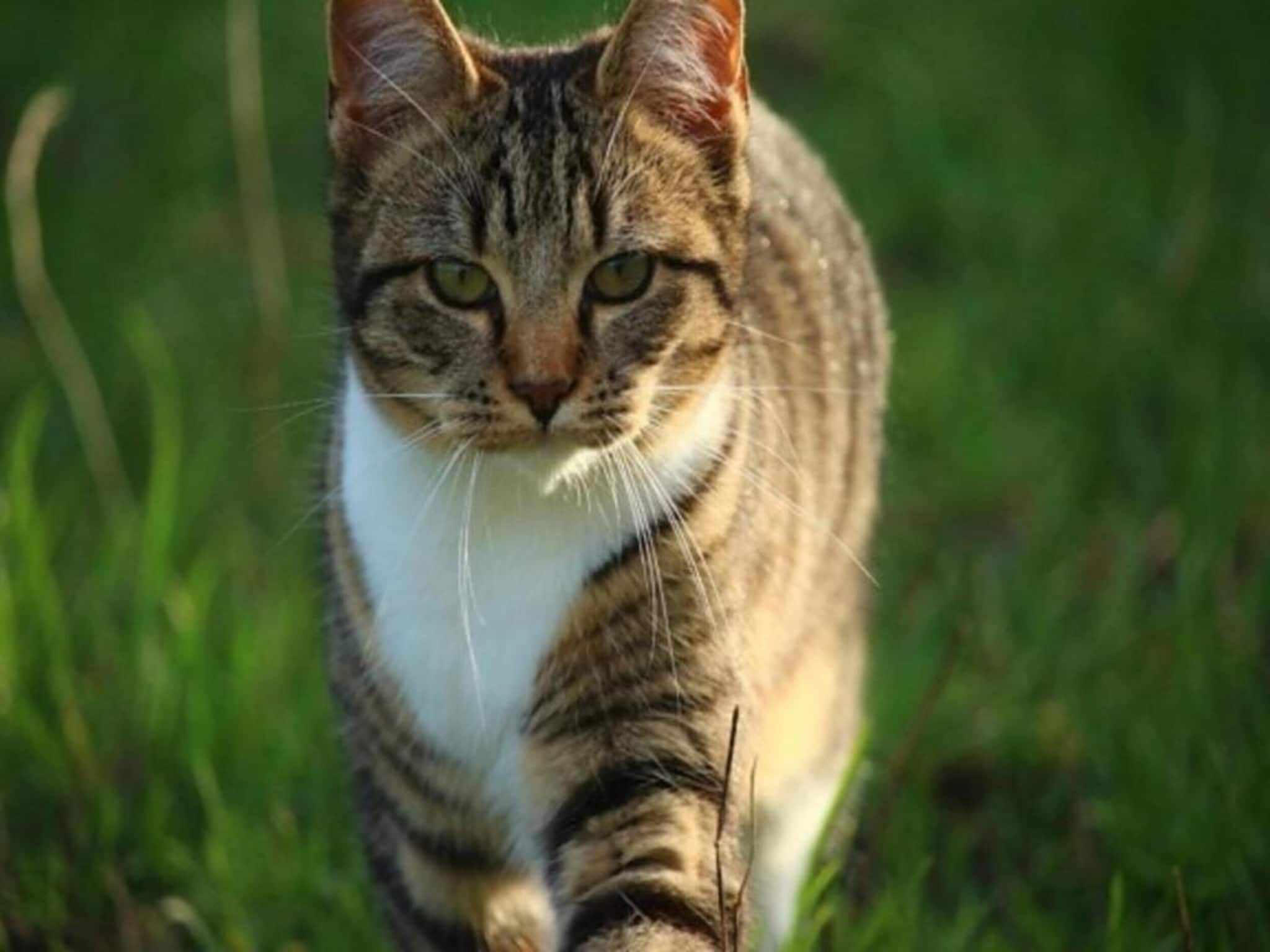 Sfeerbeeld van Strandpark Duynhille 2 in Ouddorp