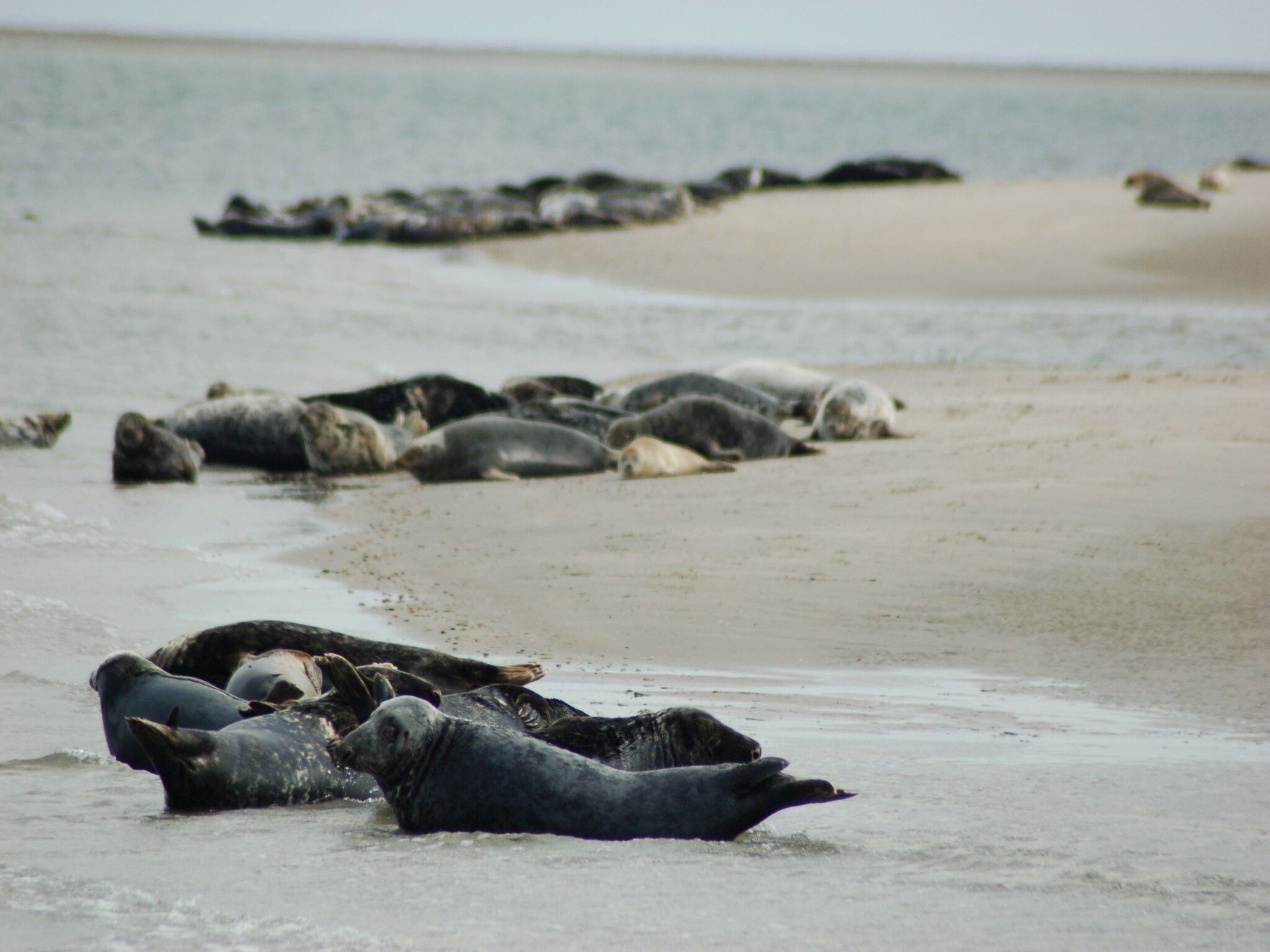 Bosch en Zee 1 in De Koog Texel - Foto 19 van 40