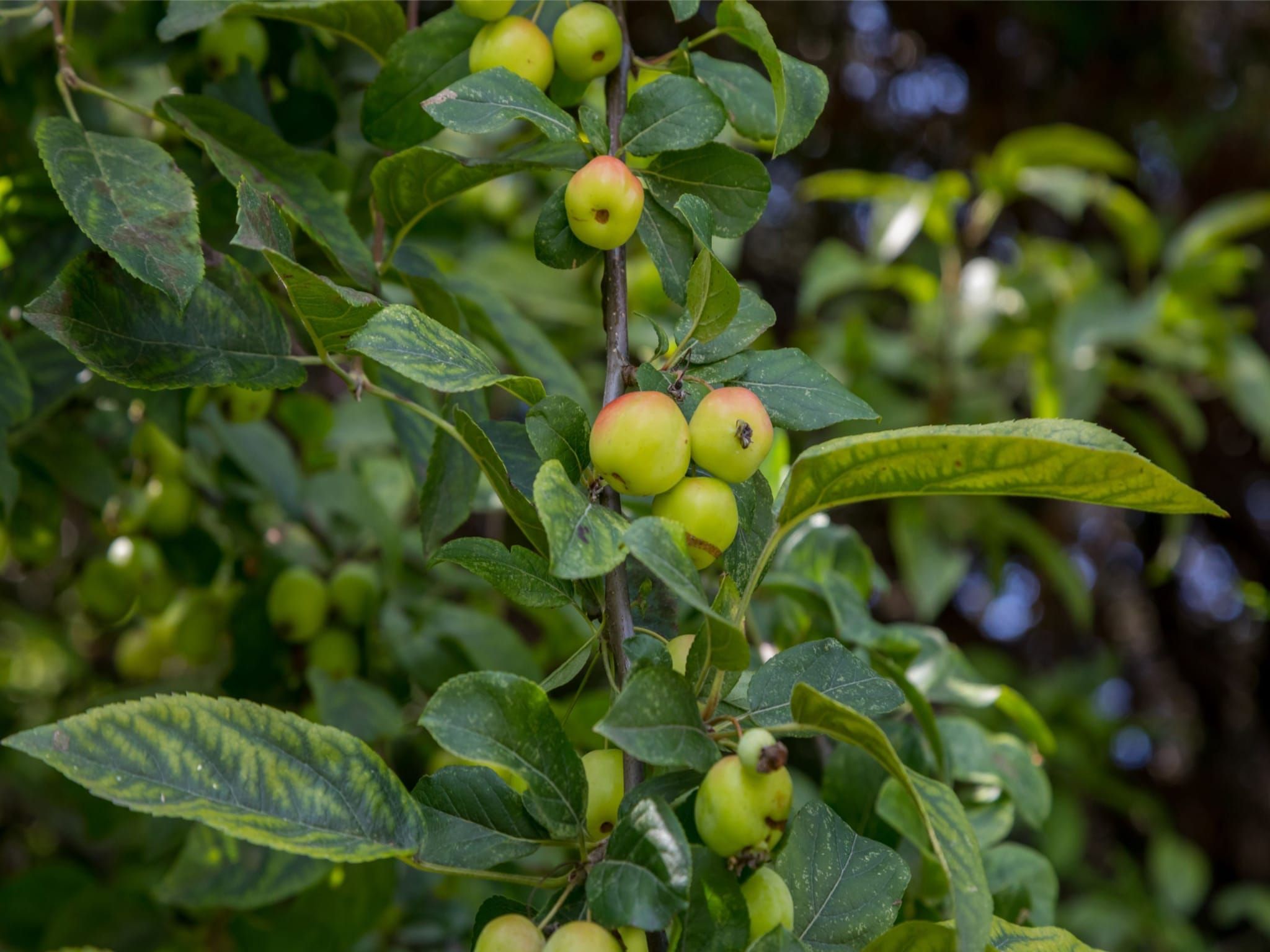 De tuin van Vroondijk 2- Zeepeertje in Vrouwenpolder