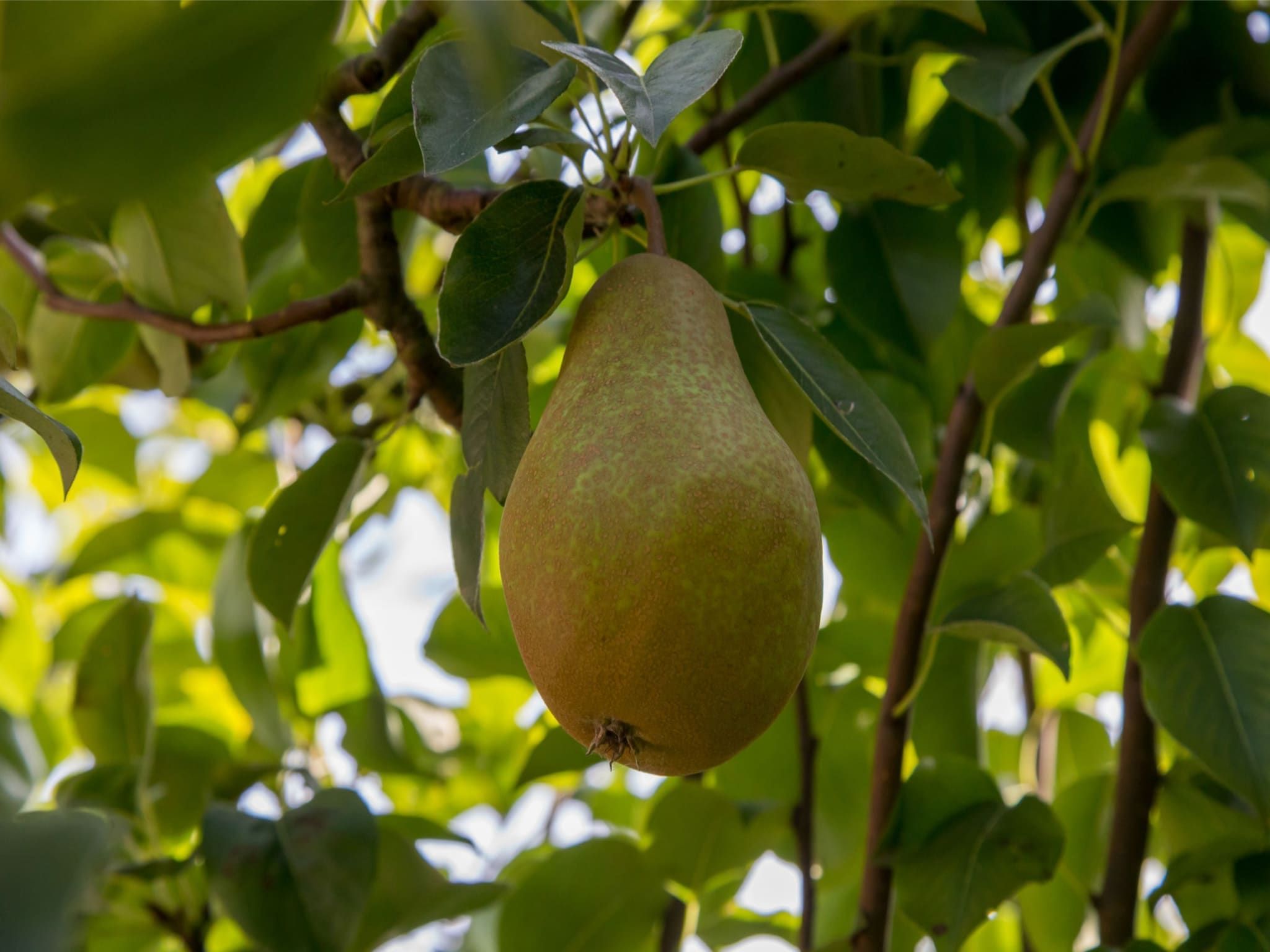 Sfeerbeeld van Vroondijk 2- Zeepeertje in Vrouwenpolder